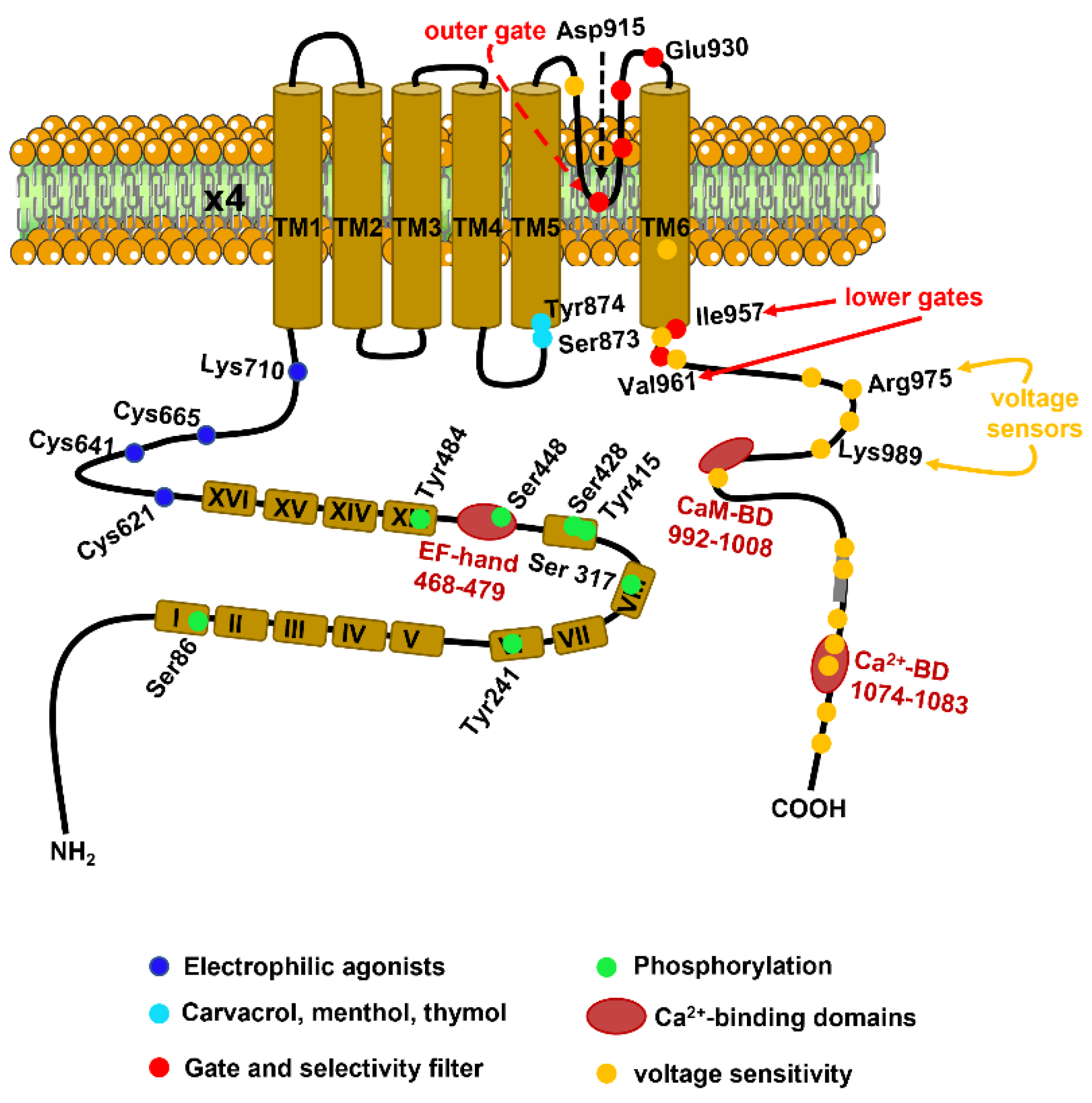 Cells 12 01261 g002 Cells 12 01261 g002