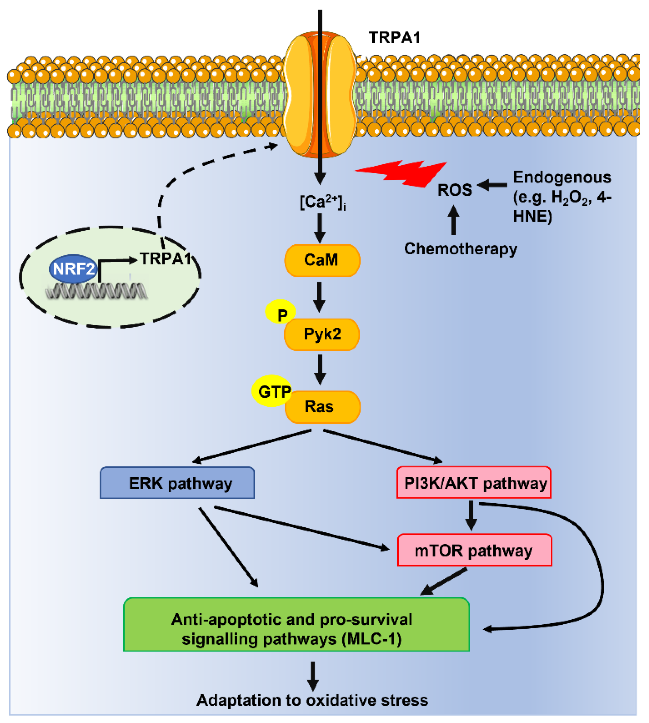Cells 12 01261 g003 Cells 12 01261 g003