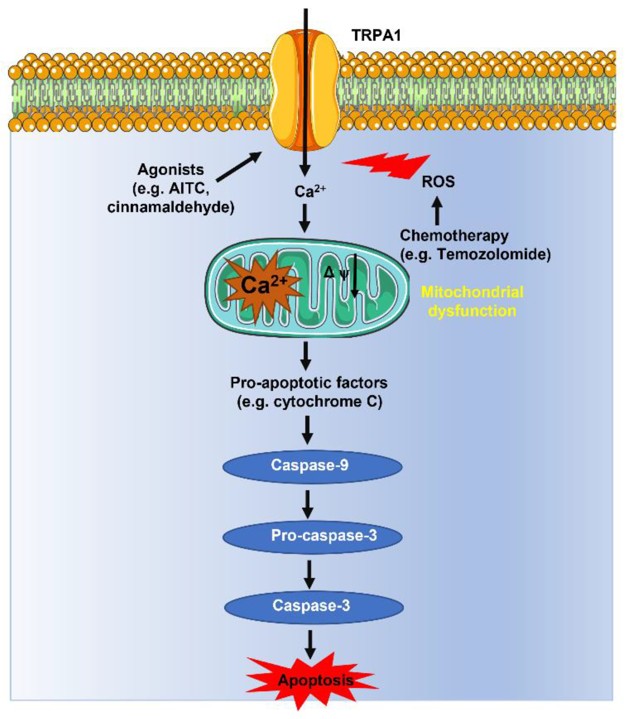 Cells 12 01261 g004 Cells 12 01261 g004