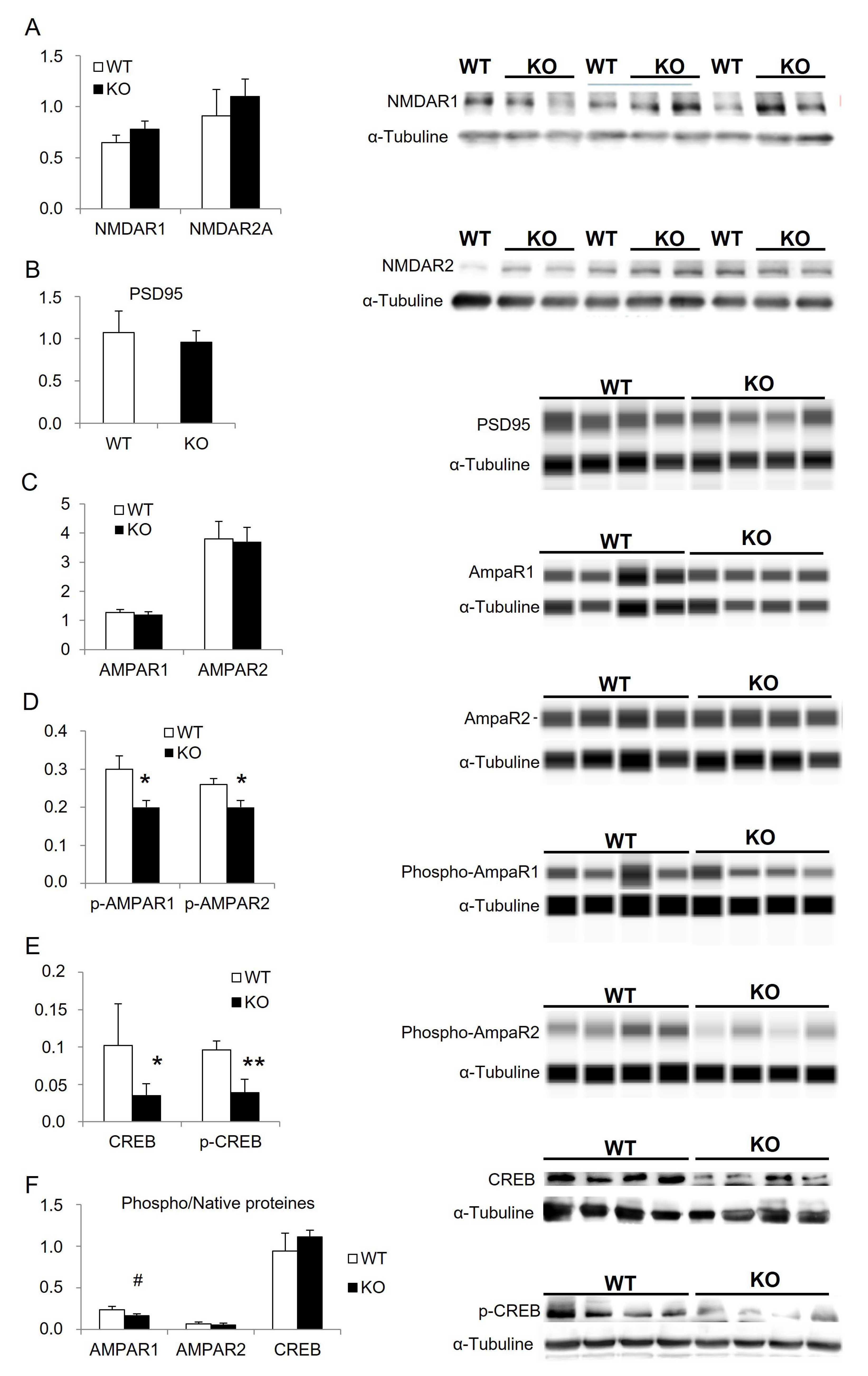 Cells 12 01267 g005 550