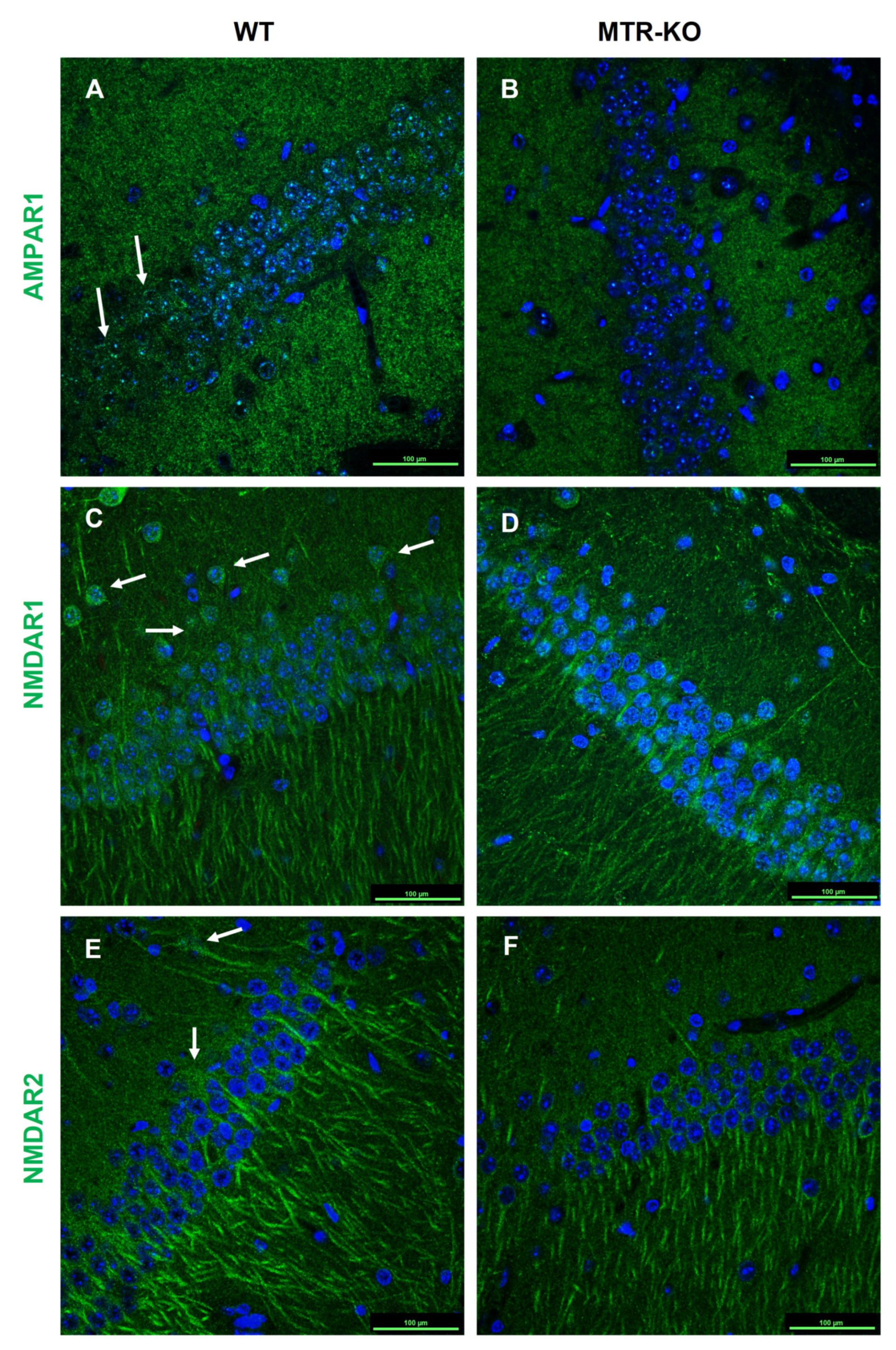 Cells 12 01267 g006 550