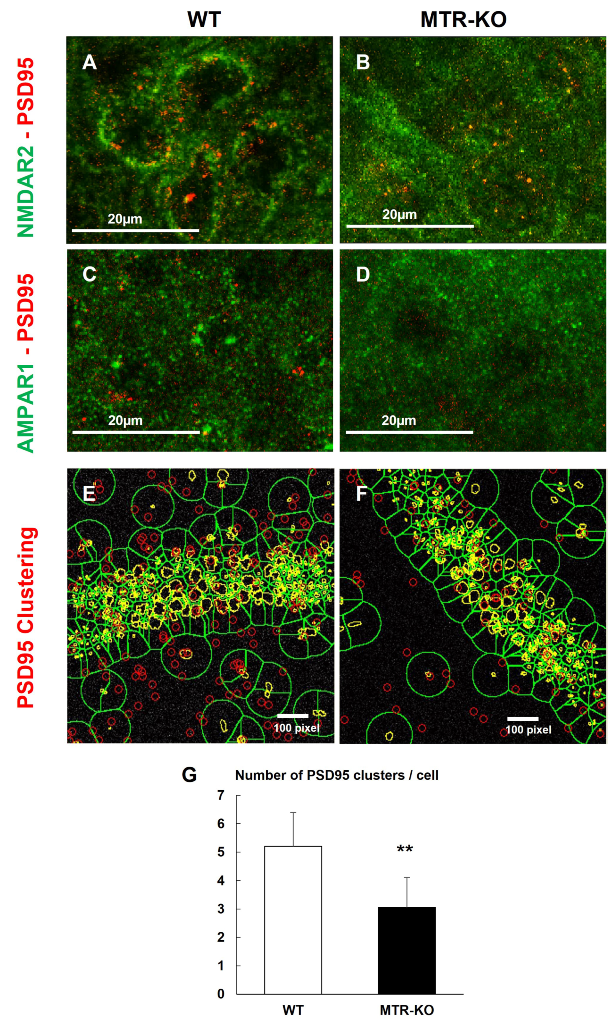Cells 12 01267 g007 550