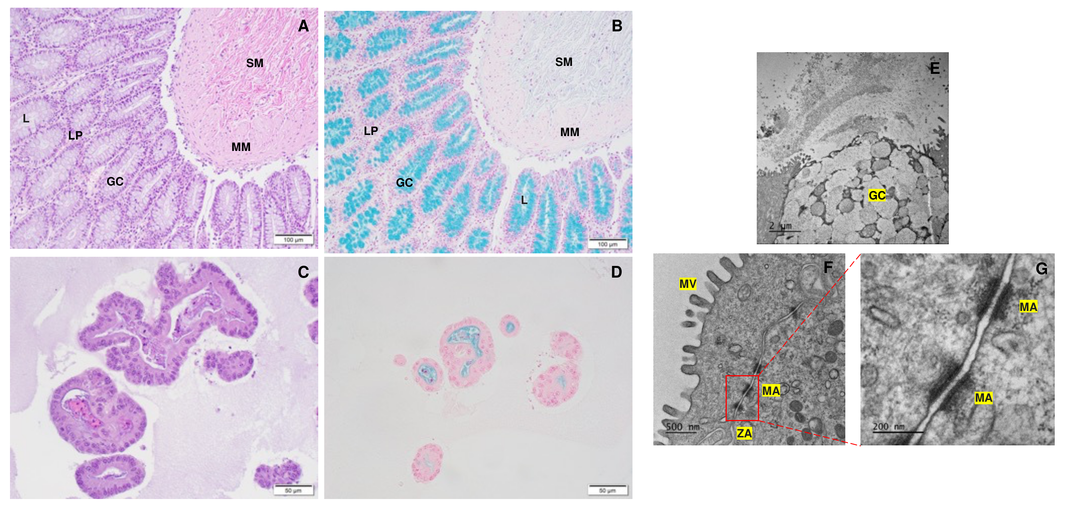 Cells 12 01269 g008