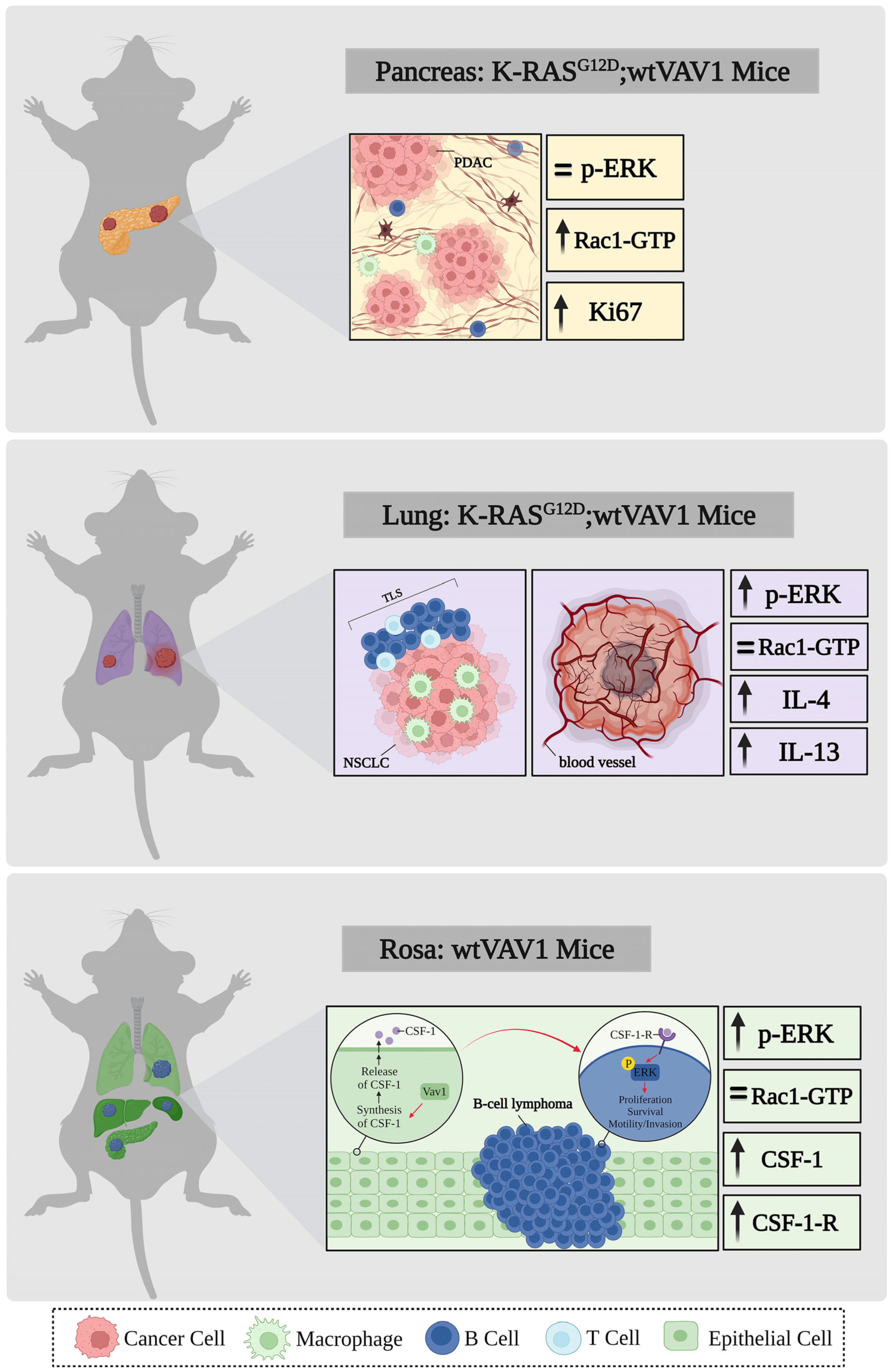 Cells 12 01276 g004 Cells 12 01276 g004