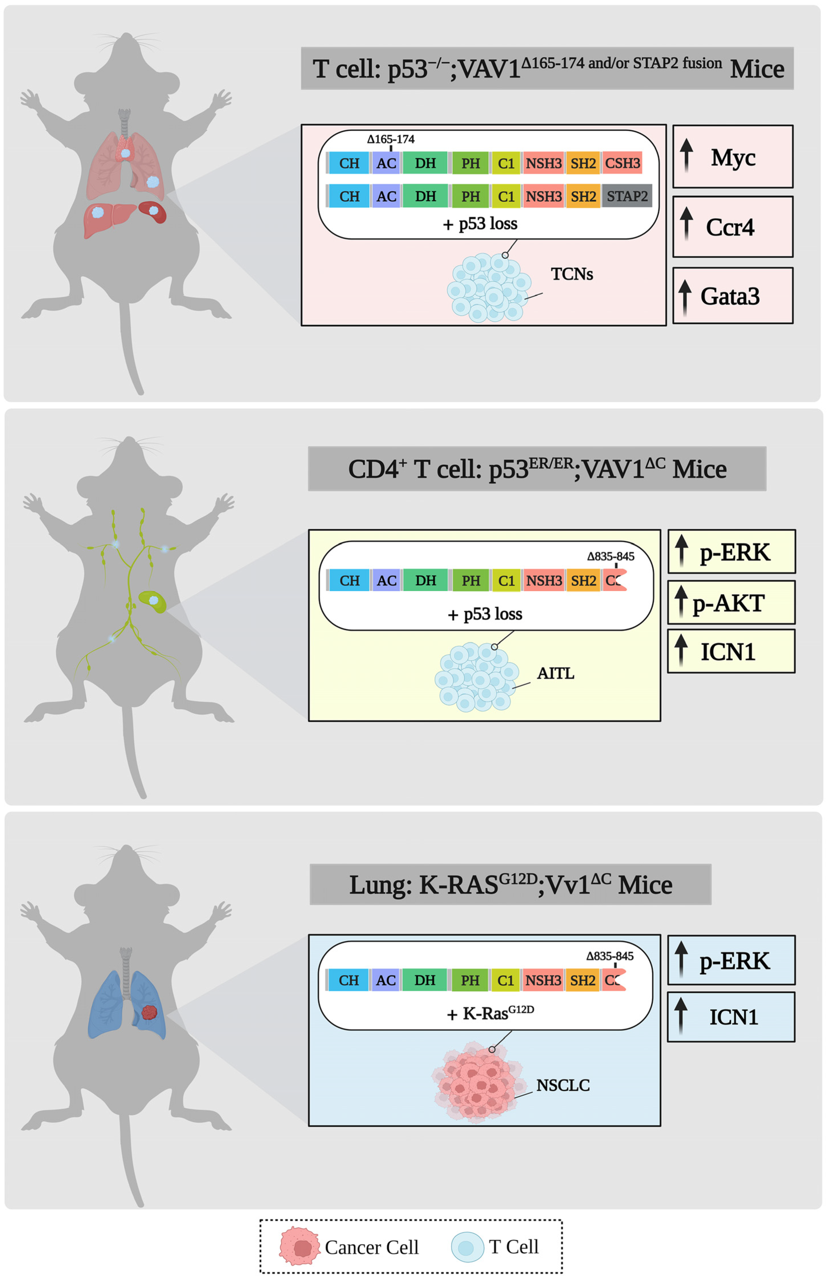Cells 12 01276 g005 Cells 12 01276 g005