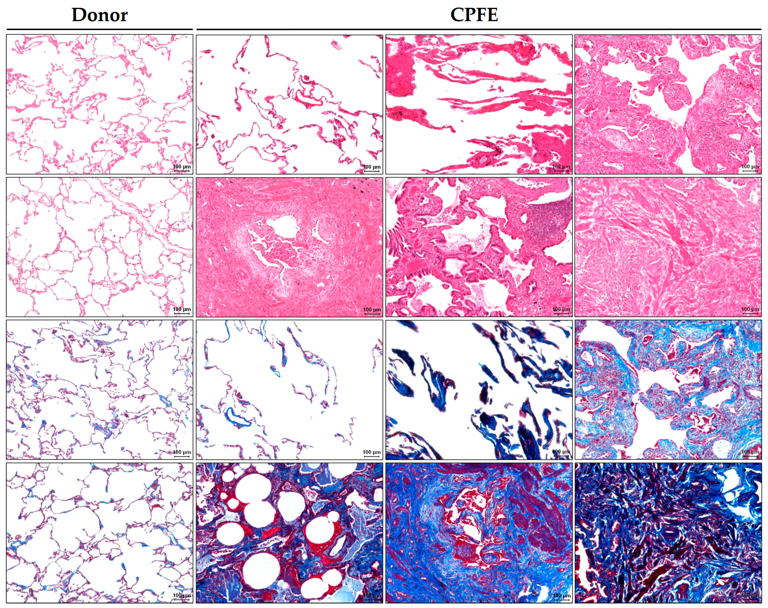 Cells 12 01278 g001 Cells 12 01278 g001