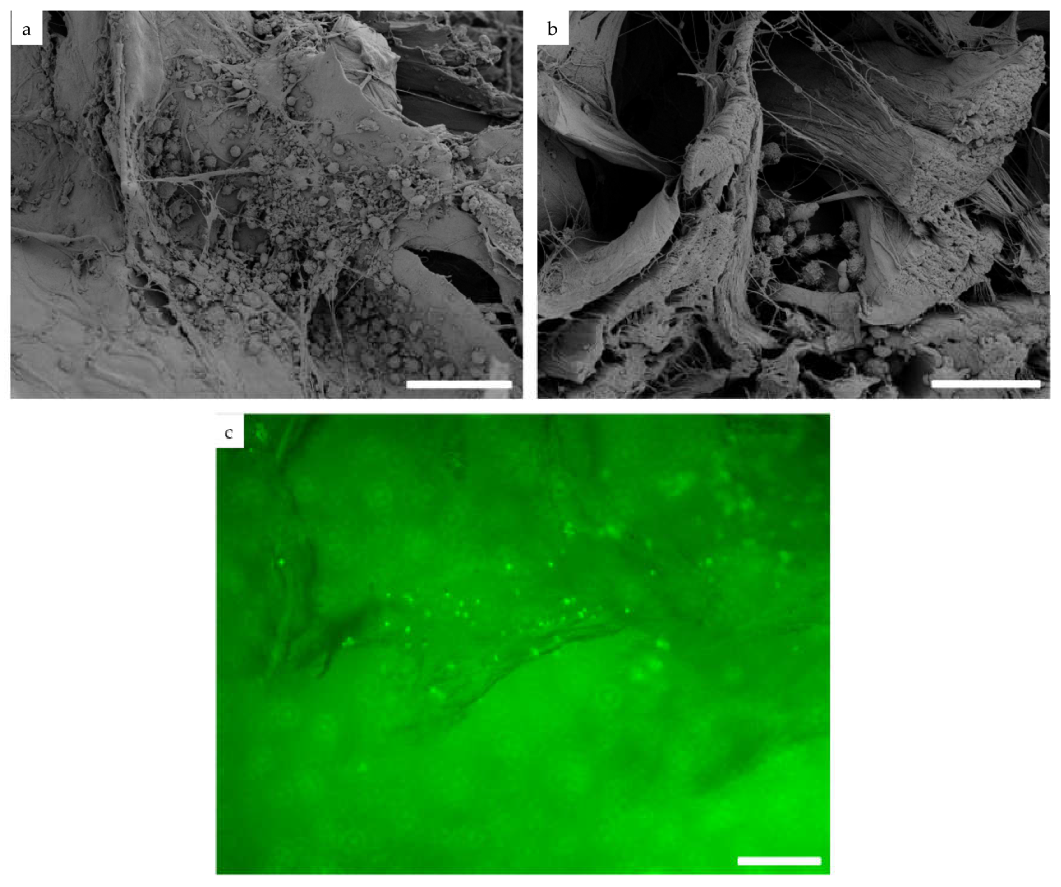 Cells 12 01289 g002 Cells 12 01289 g002
