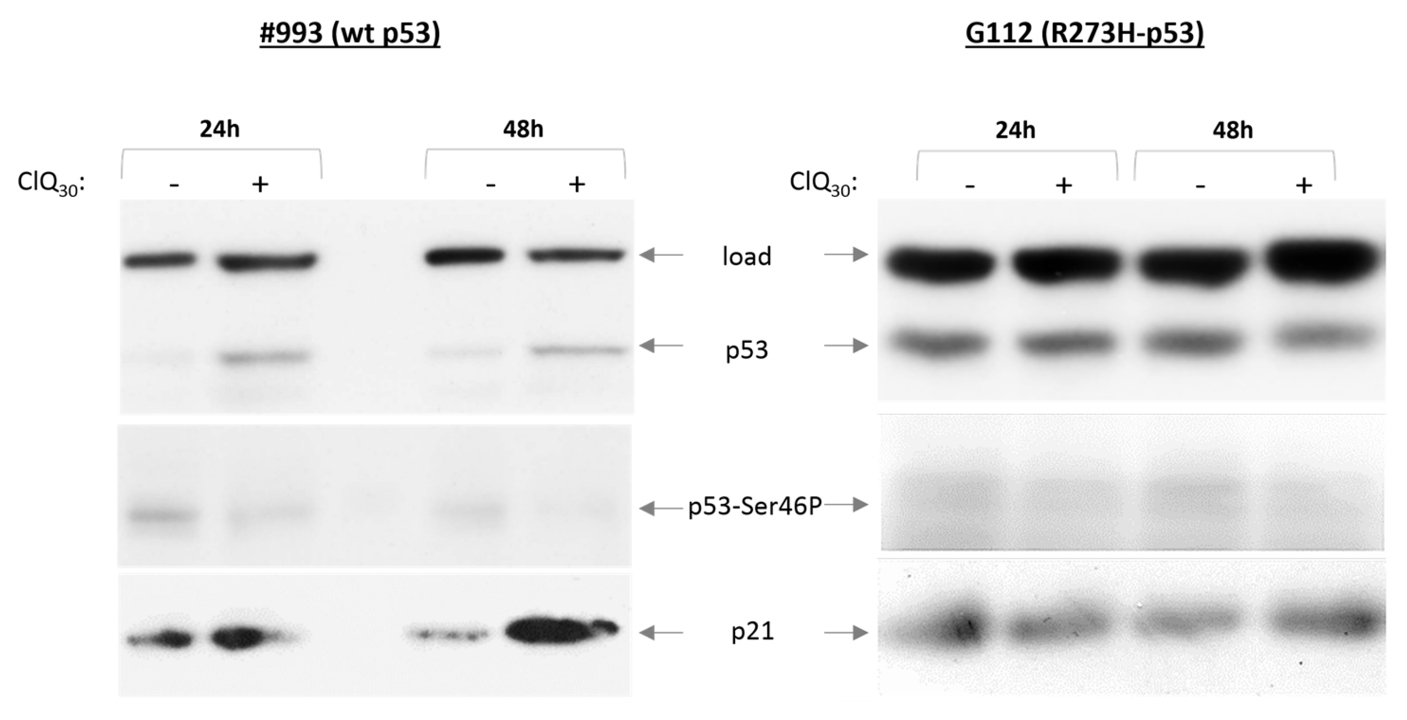 Cells 12 01290 g004a