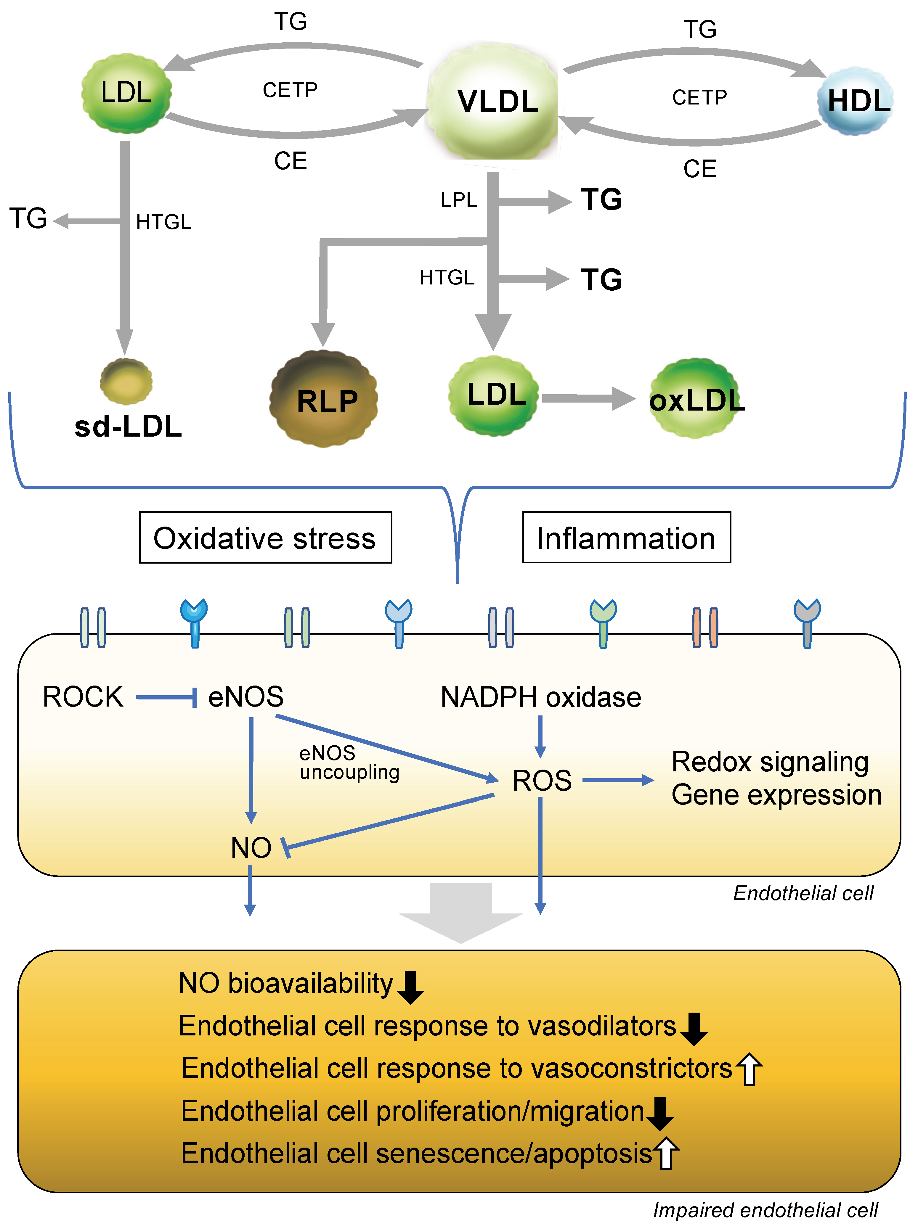 Cells 12 01293 g002 Cells 12 01293 g002