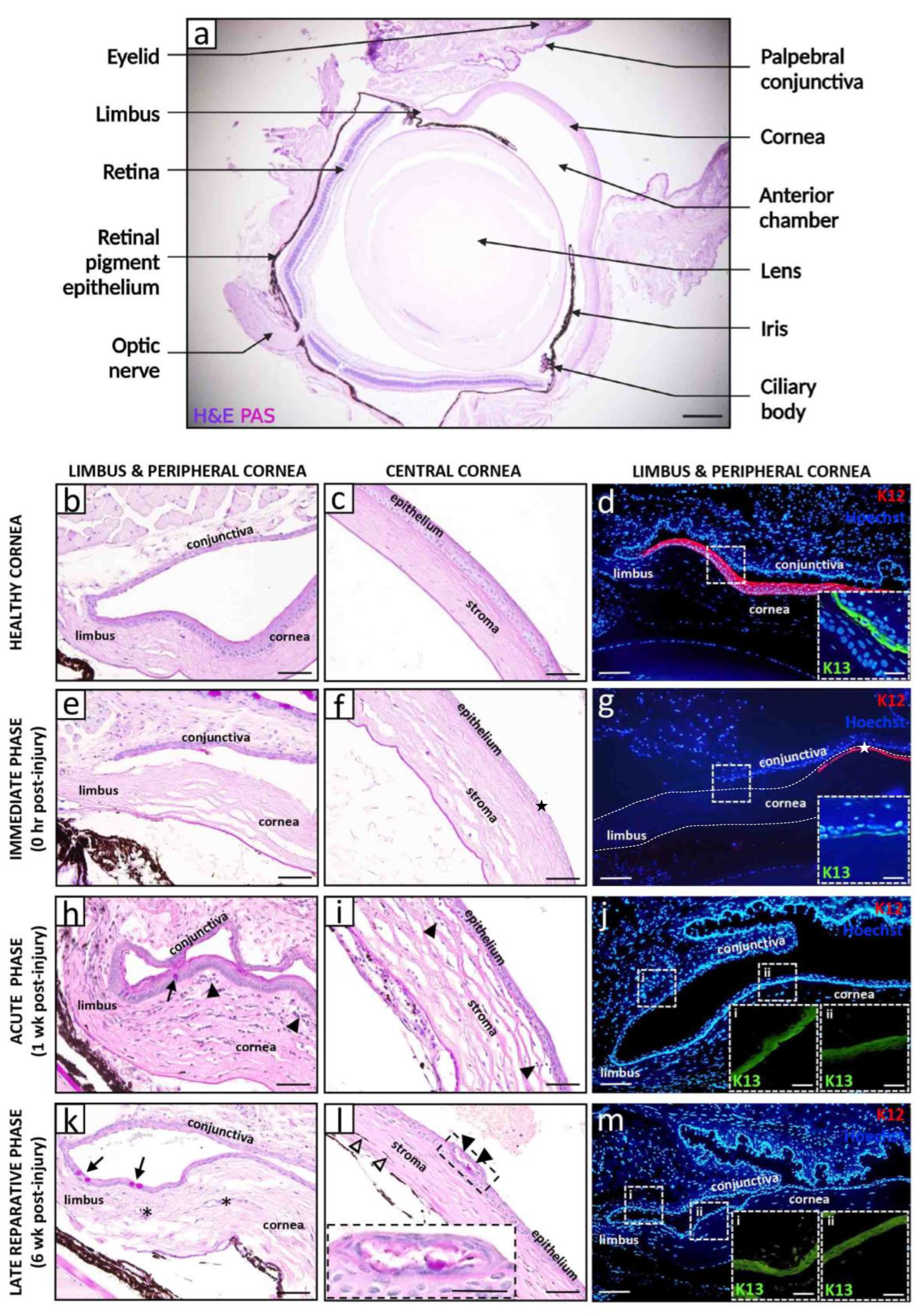 Cells 12 01294 g001 Cells 12 01294 g001