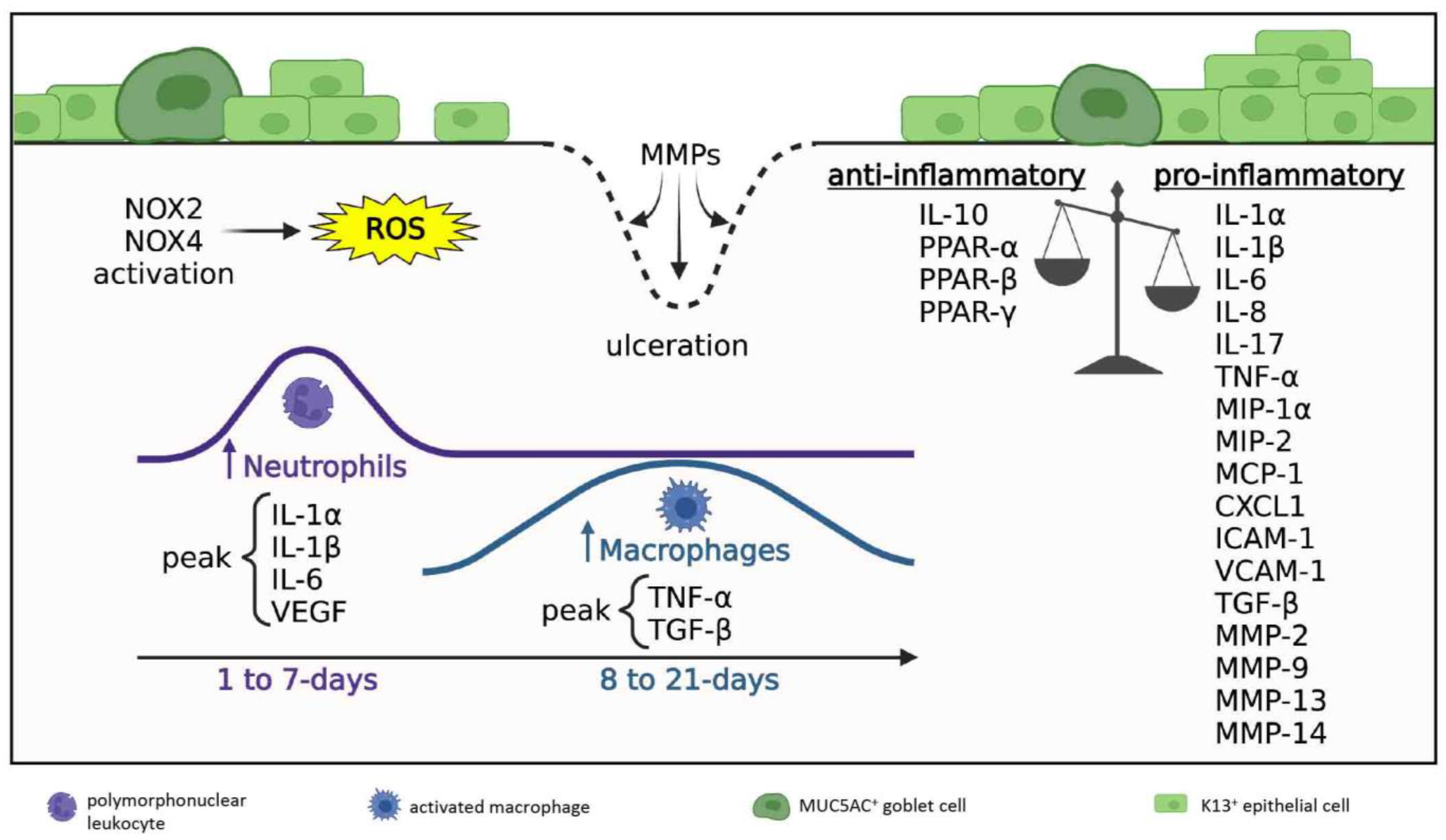 Cells 12 01294 g003 Cells 12 01294 g003