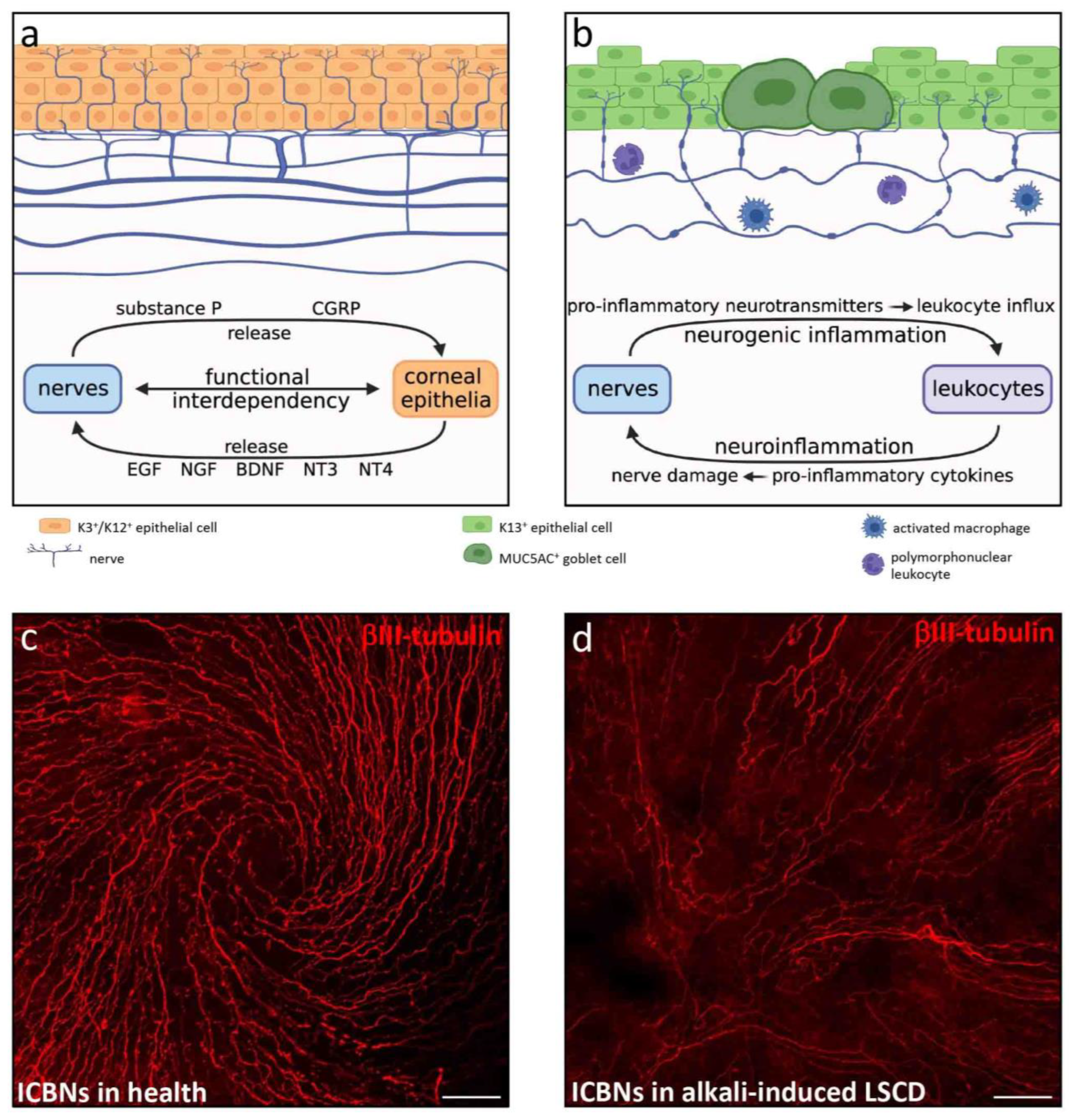 Cells 12 01294 g005 Cells 12 01294 g005