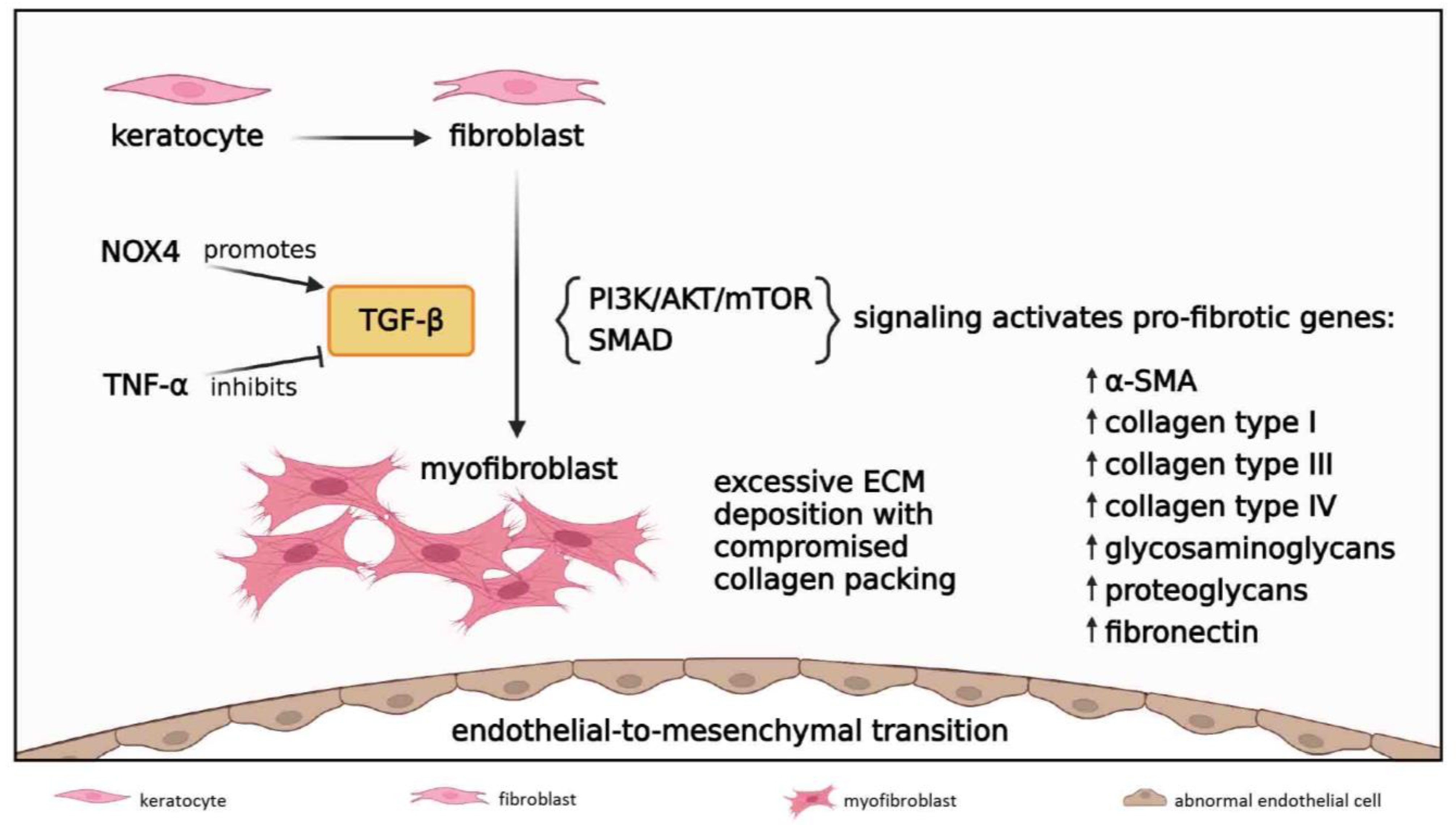Cells 12 01294 g006 Cells 12 01294 g006