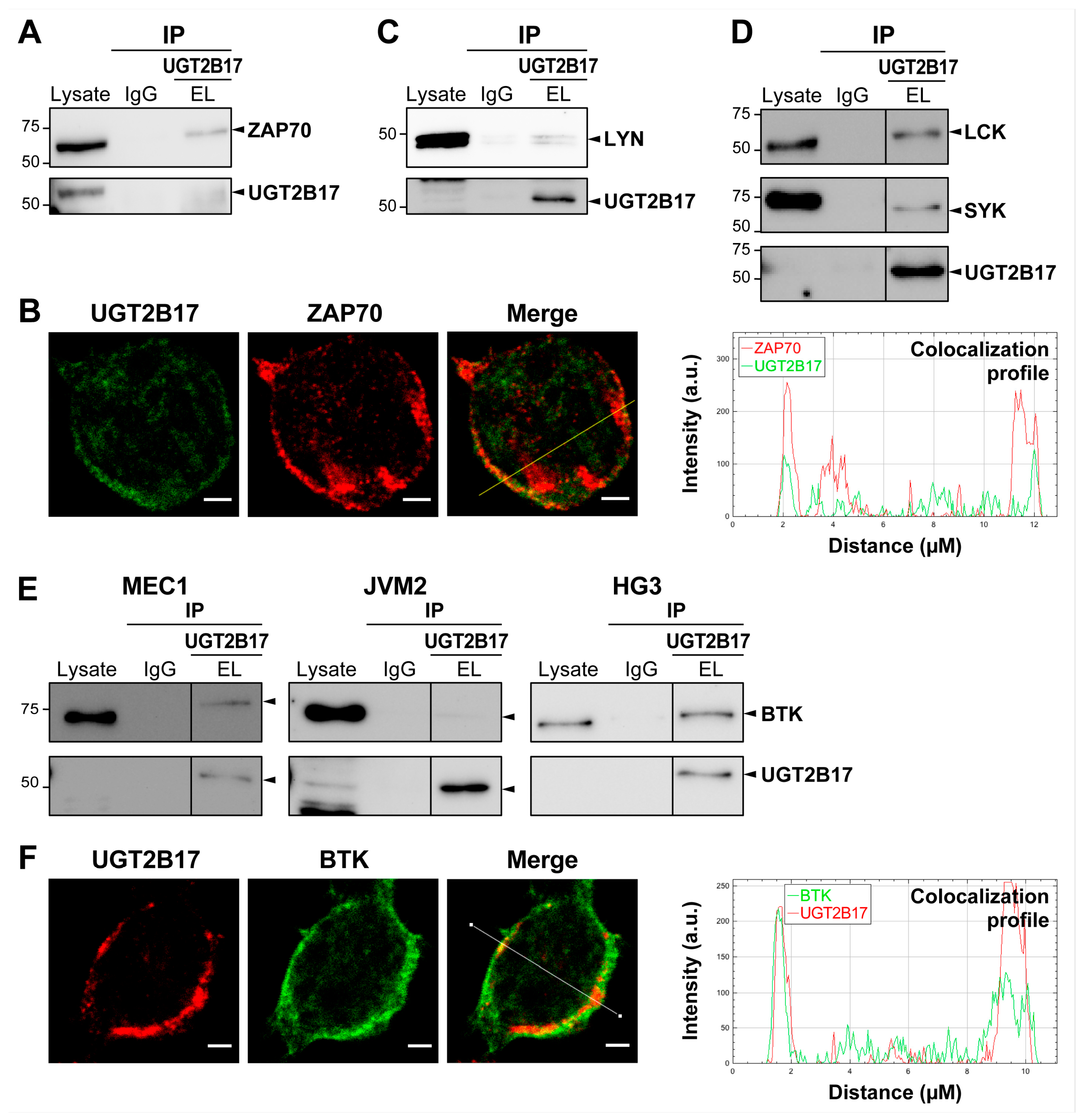 Cells 12 01295 g004 Cells 12 01295 g004