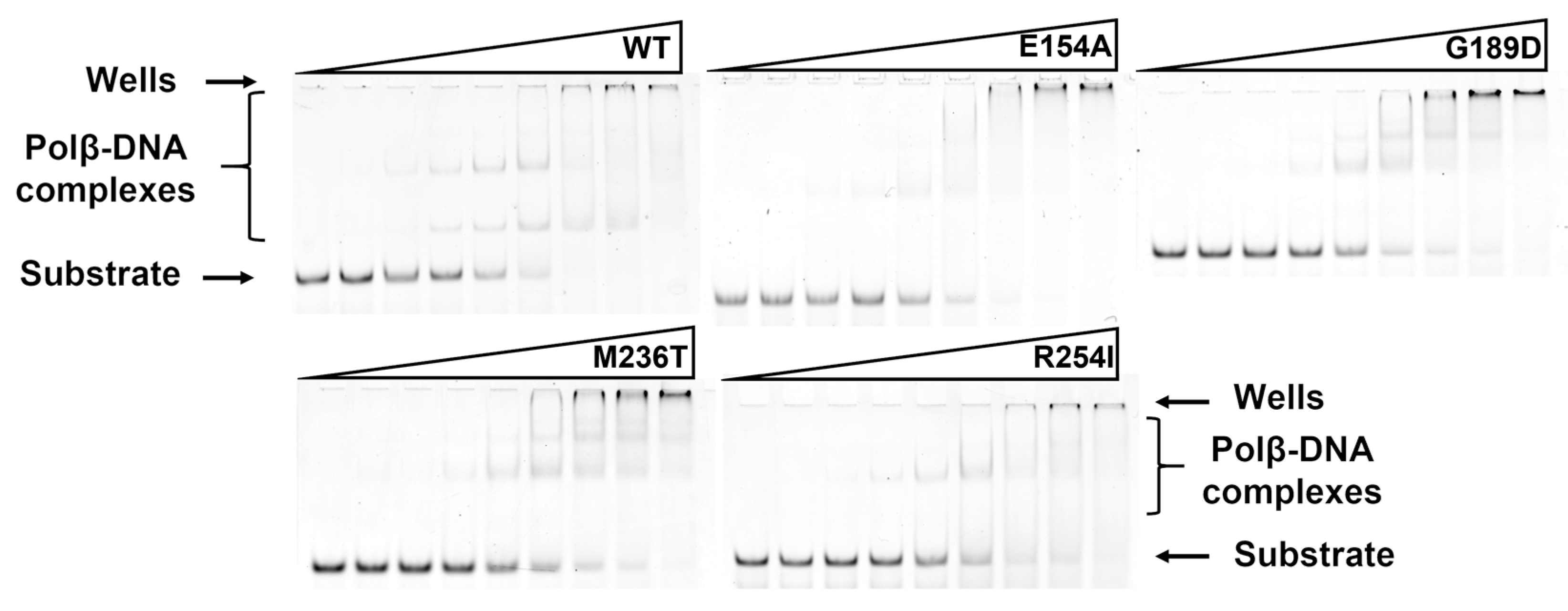 Cells 12 01300 g004 Cells 12 01300 g004
