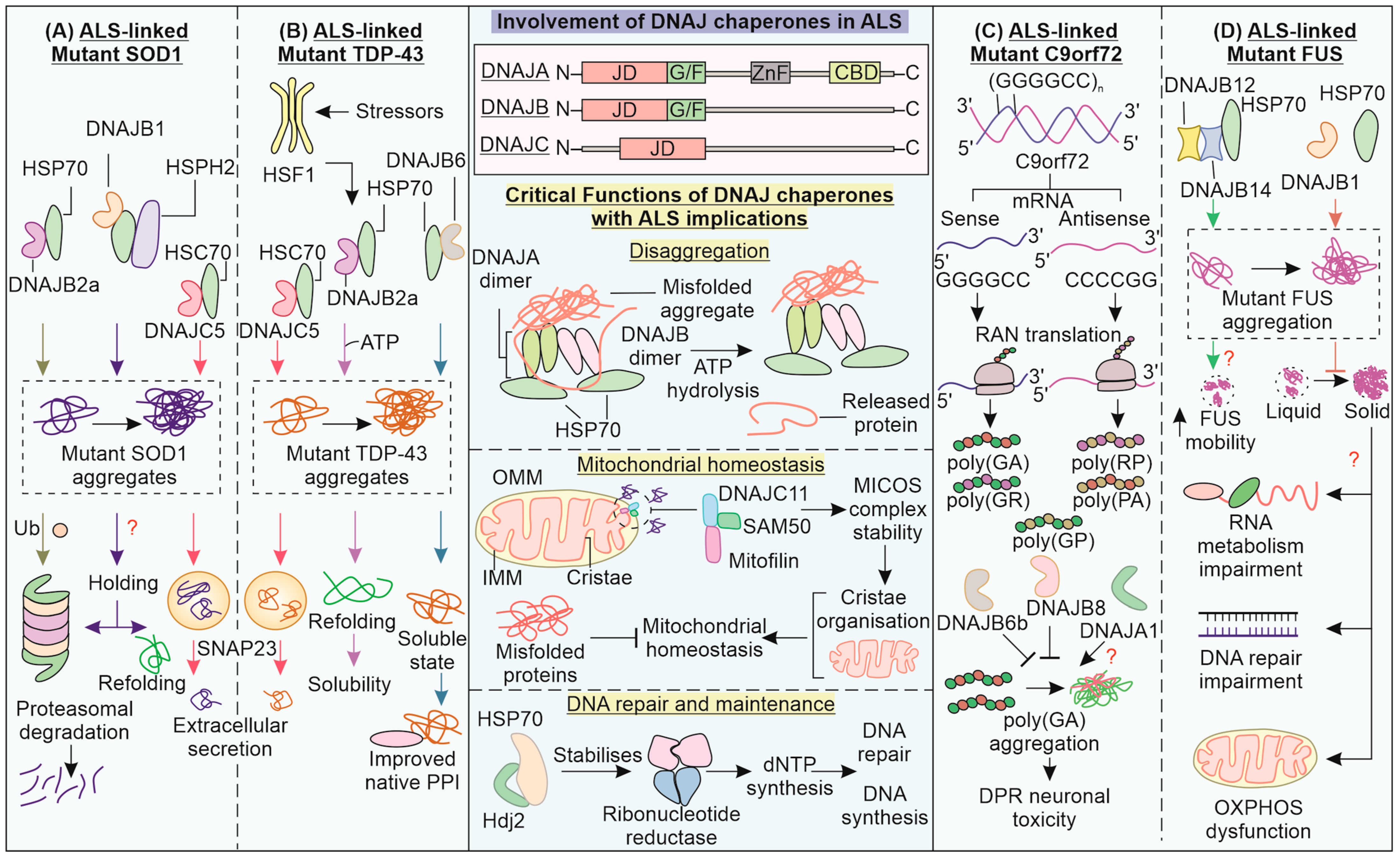 Cells 12 01302 g004 Cells 12 01302 g004