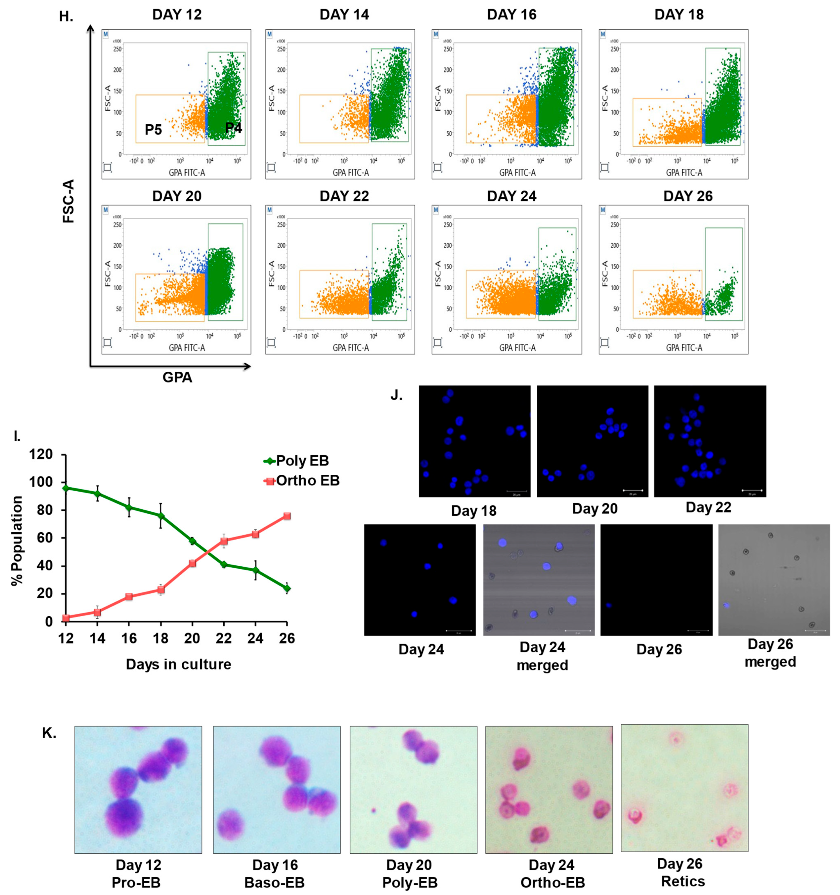 Cells 12 01303 g005b Cells 12 01303 g005b