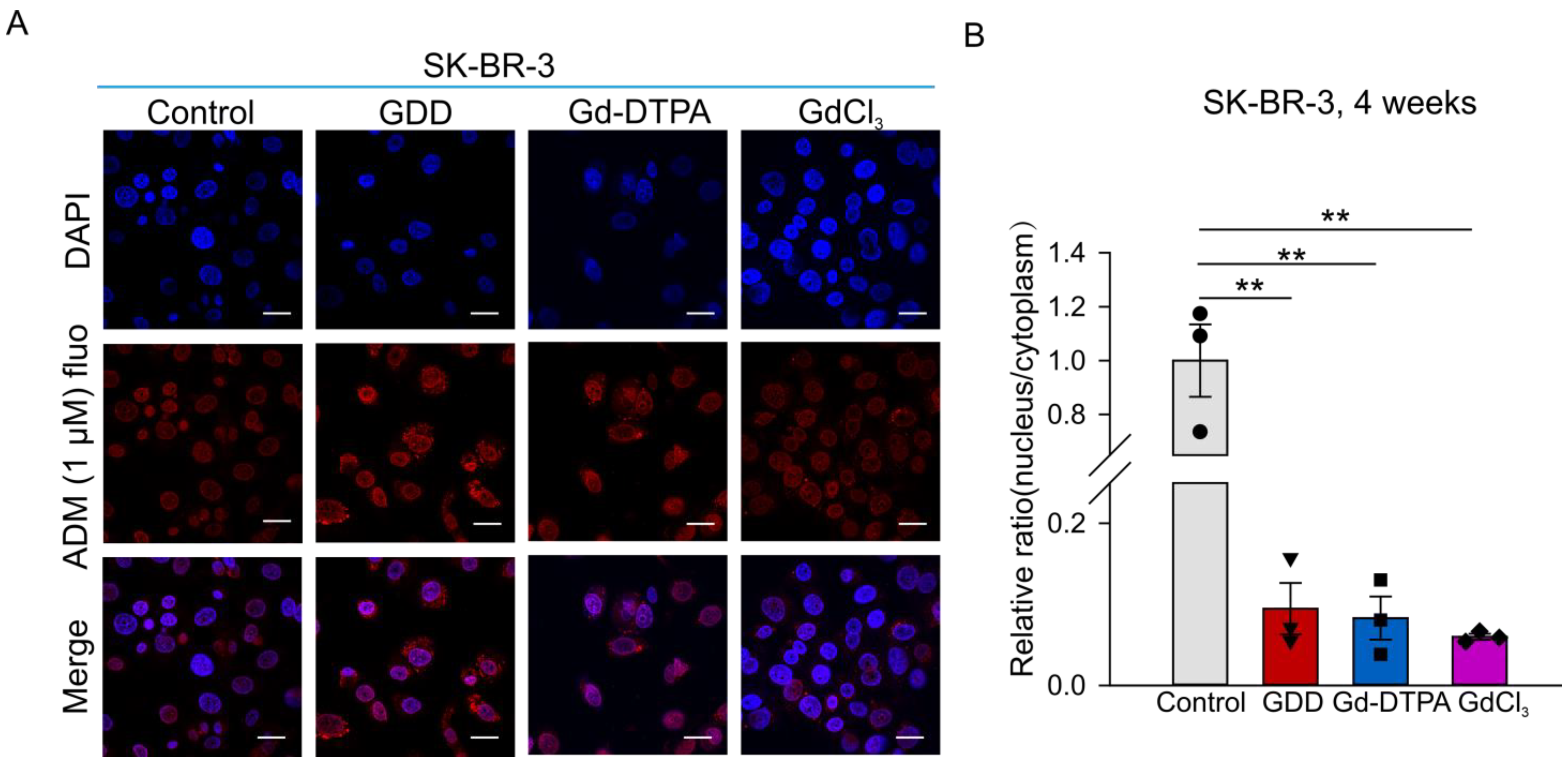 Cells 12 01304 g007 Cells 12 01304 g007