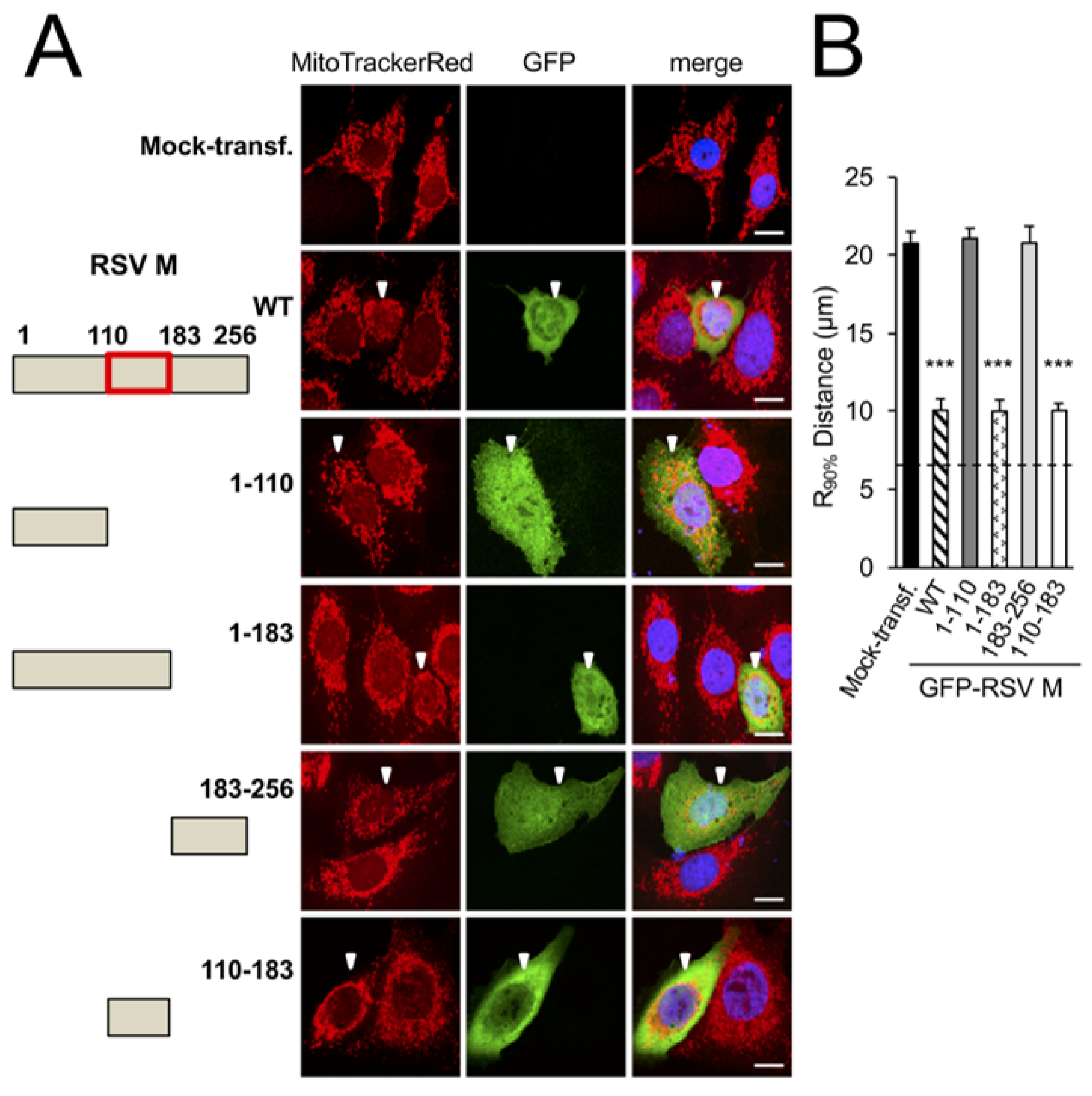 Cells 12 01311 g002a