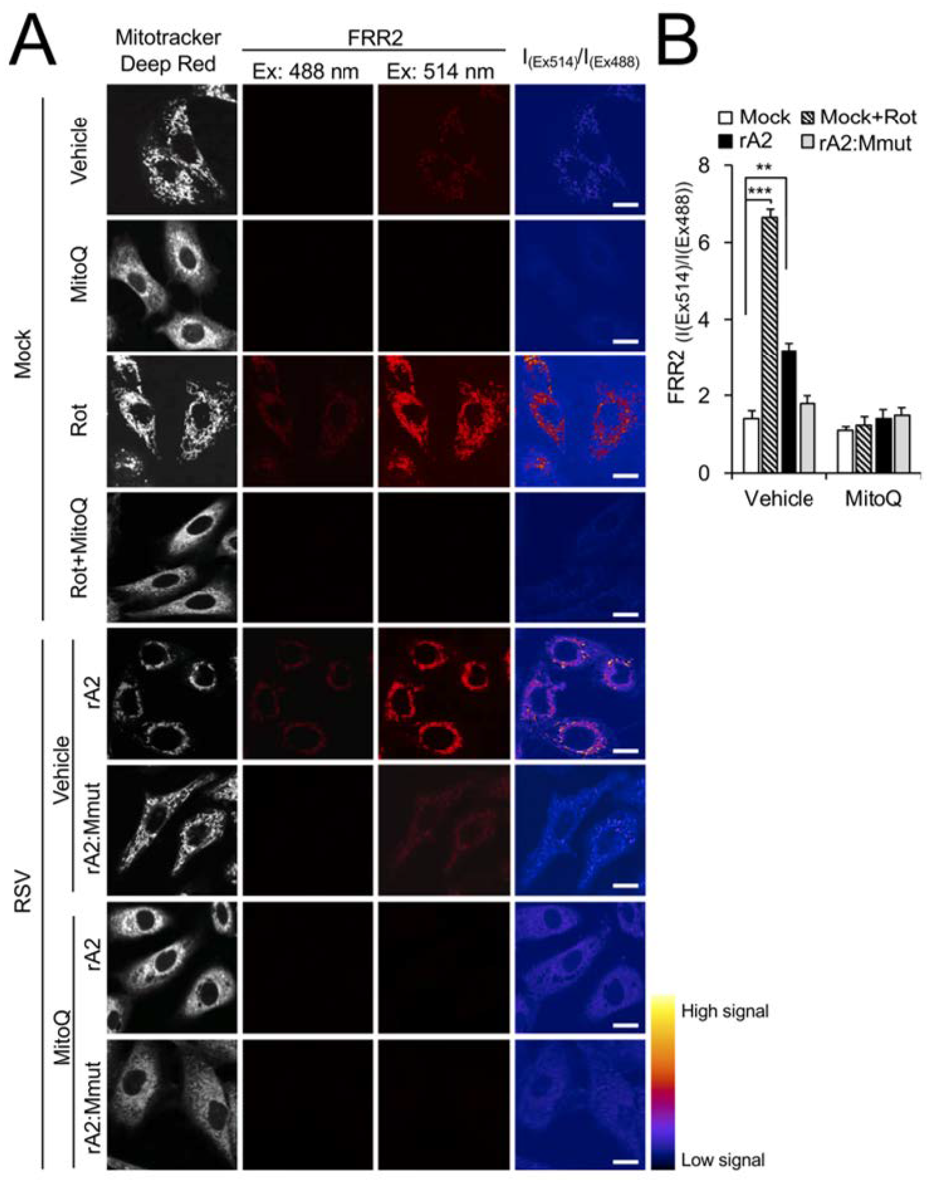 Cells 12 01311 g006a