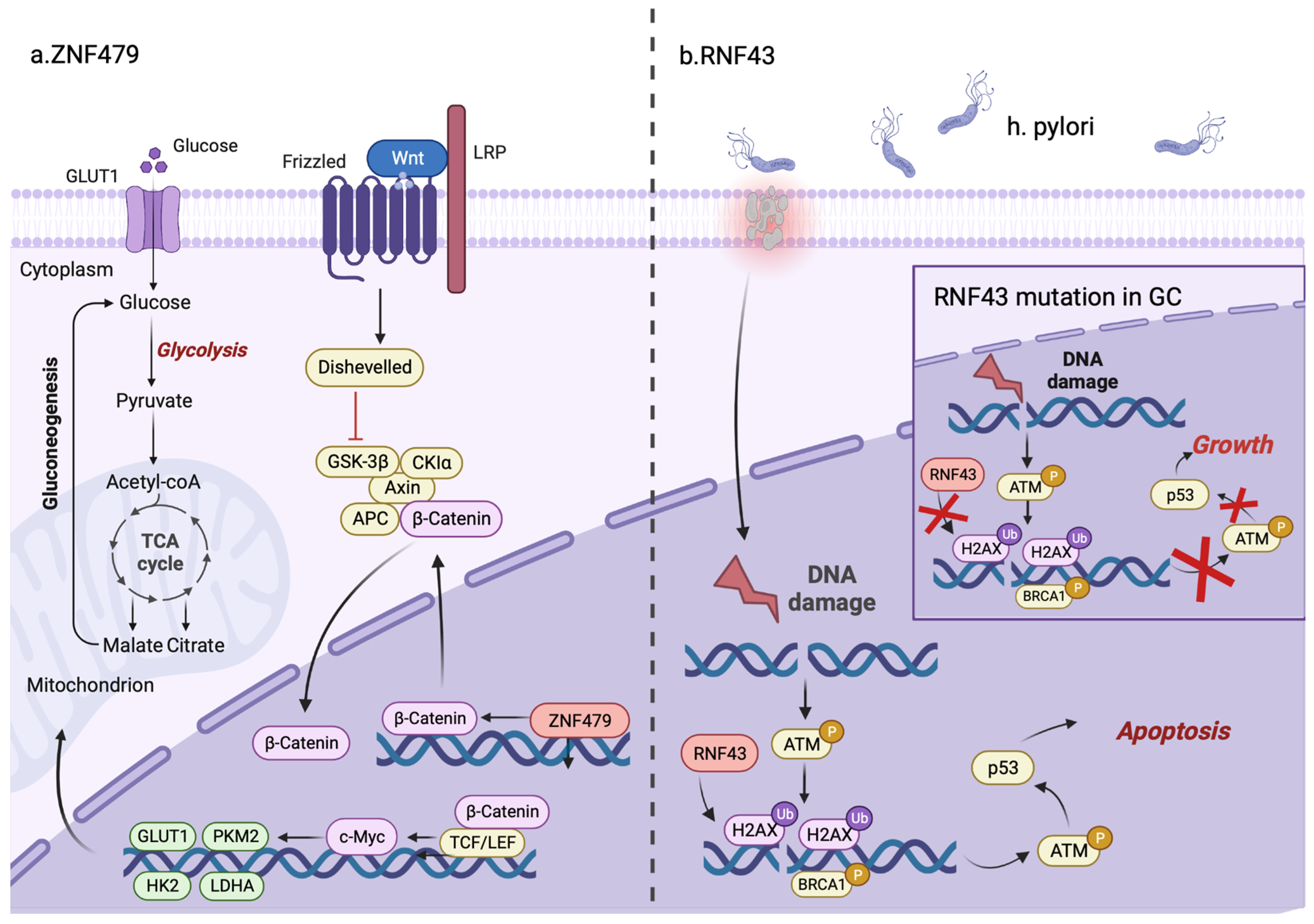 Cells 12 01314 g003 Cells 12 01314 g003