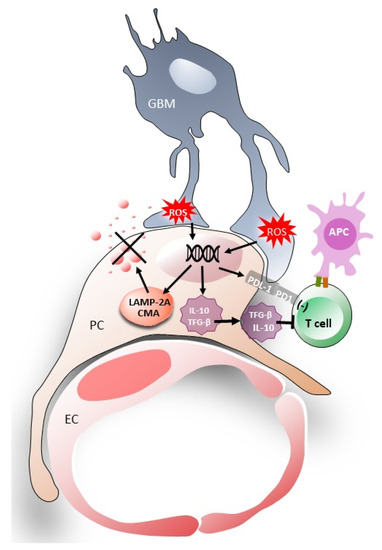 Pericyte–Glioblastoma Cell Interaction: A Key Target to Prevent ...