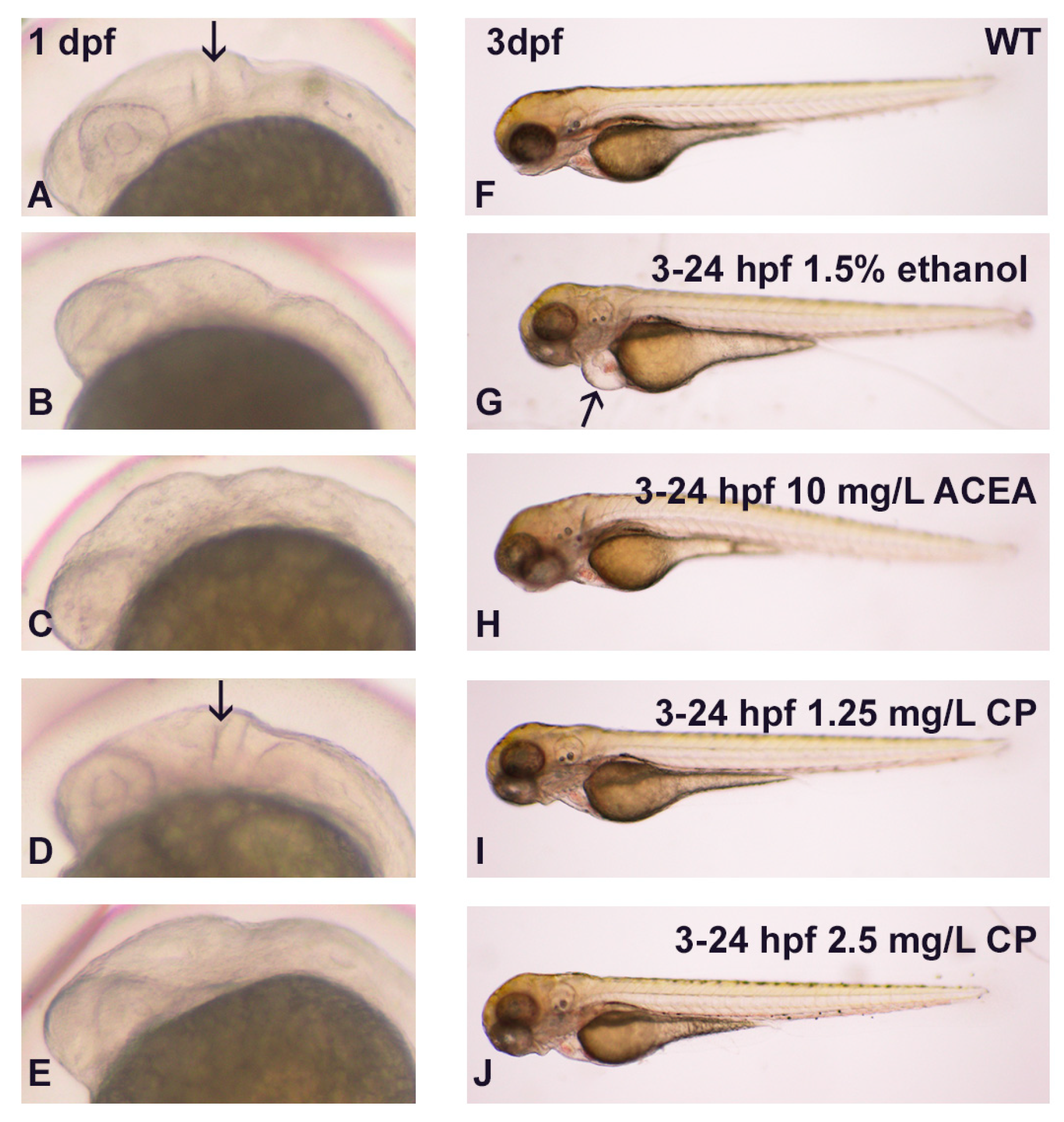 Cells 12 01327 g001 Cells 12 01327 g001