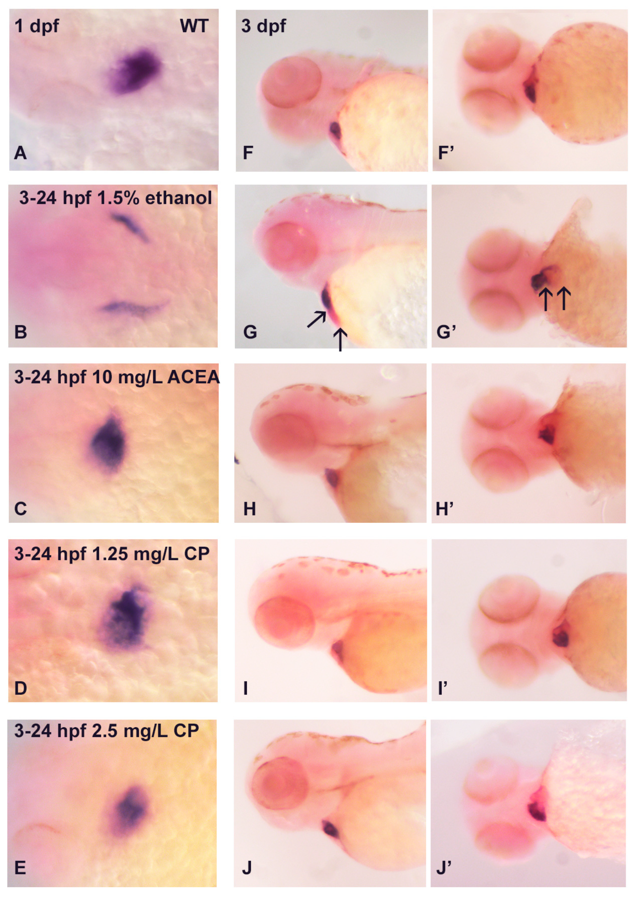 Cells 12 01327 g002 Cells 12 01327 g002