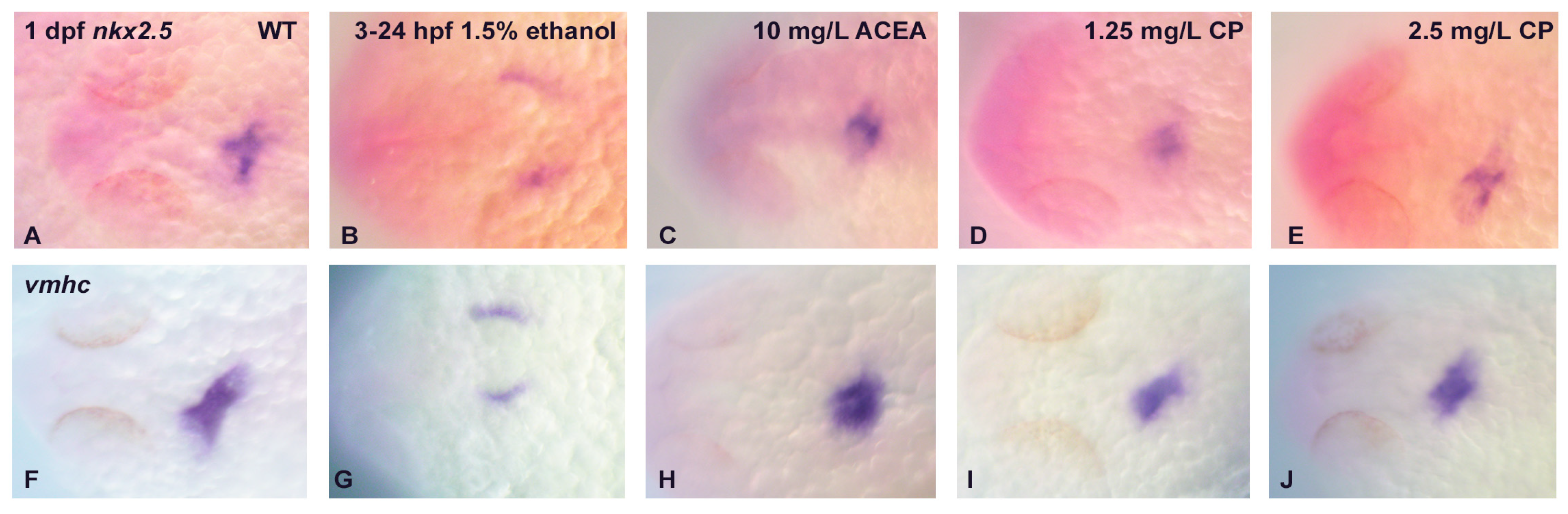 Cells 12 01327 g003 Cells 12 01327 g003