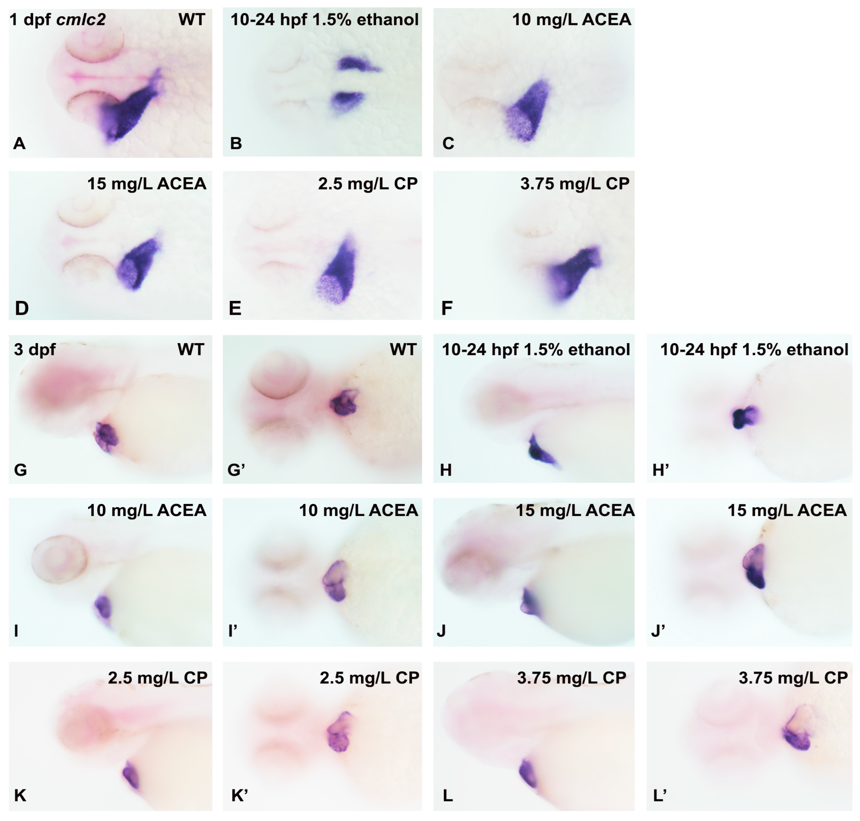 Cells 12 01327 g004 Cells 12 01327 g004
