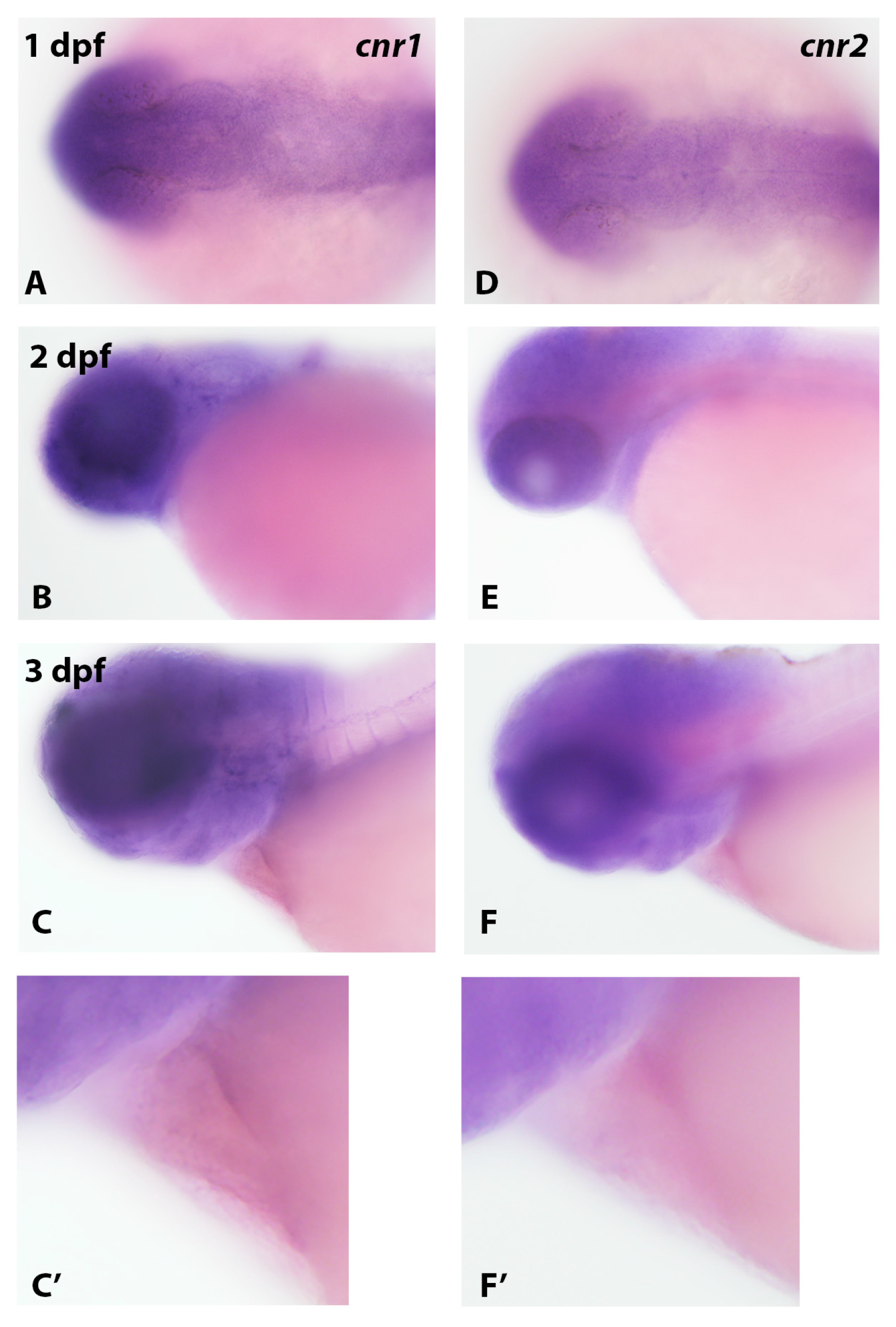 Cells 12 01327 g005 Cells 12 01327 g005