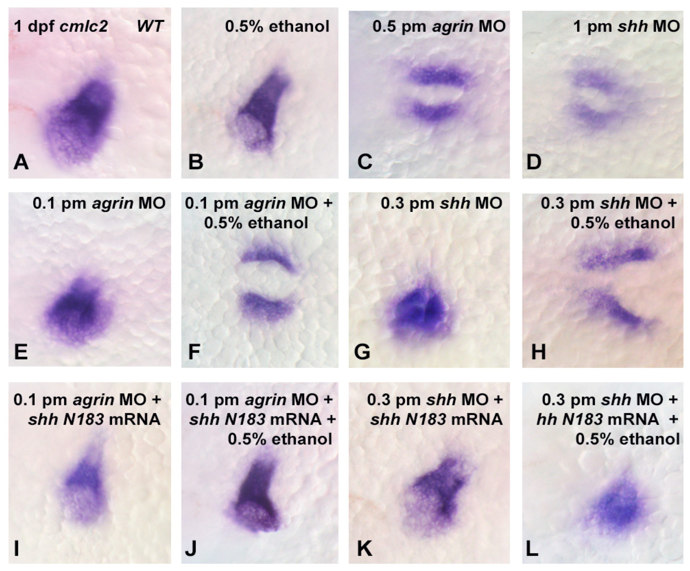 Cells 12 01327 g006 Cells 12 01327 g006