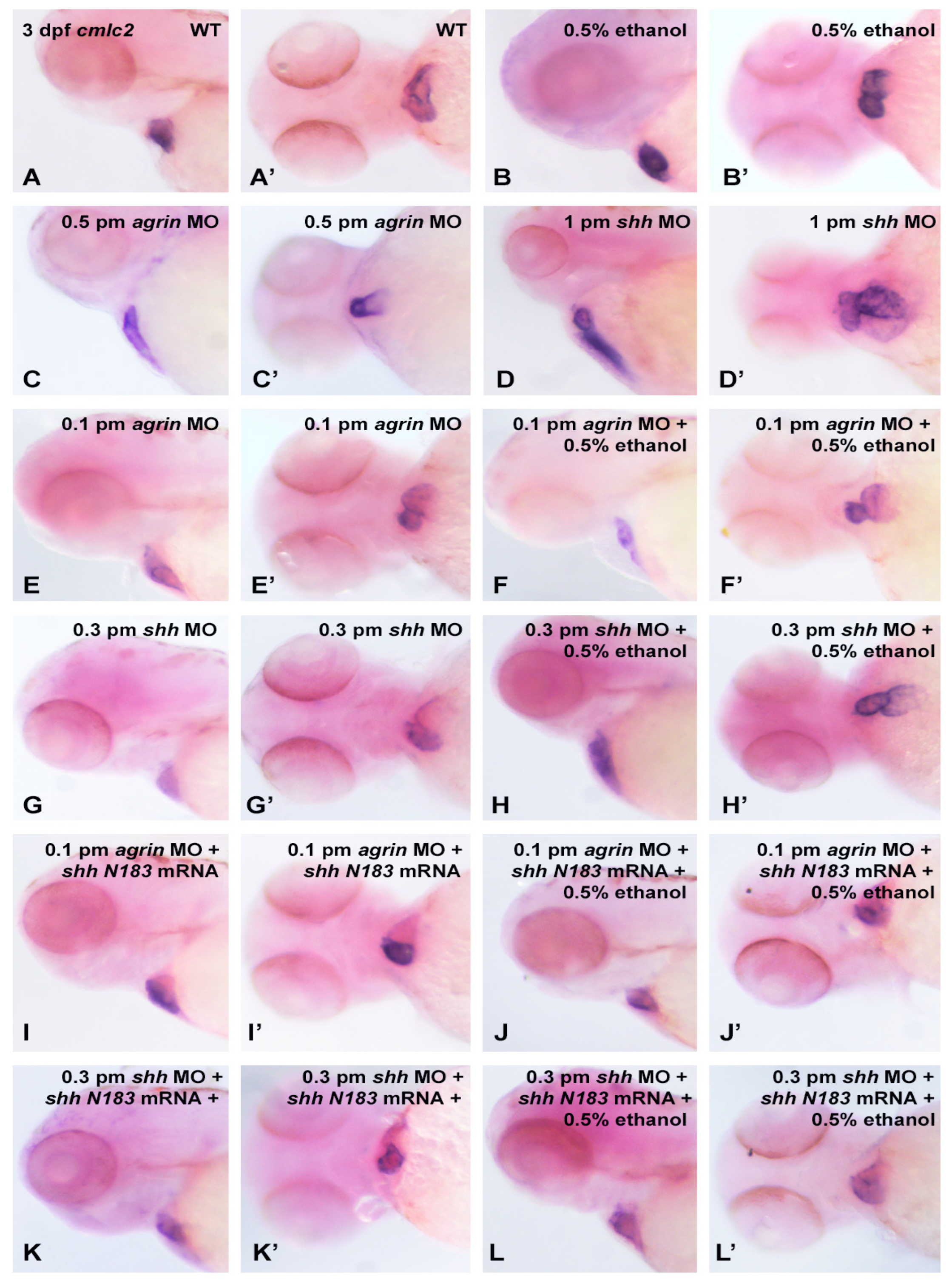 Cells 12 01327 g008 Cells 12 01327 g008