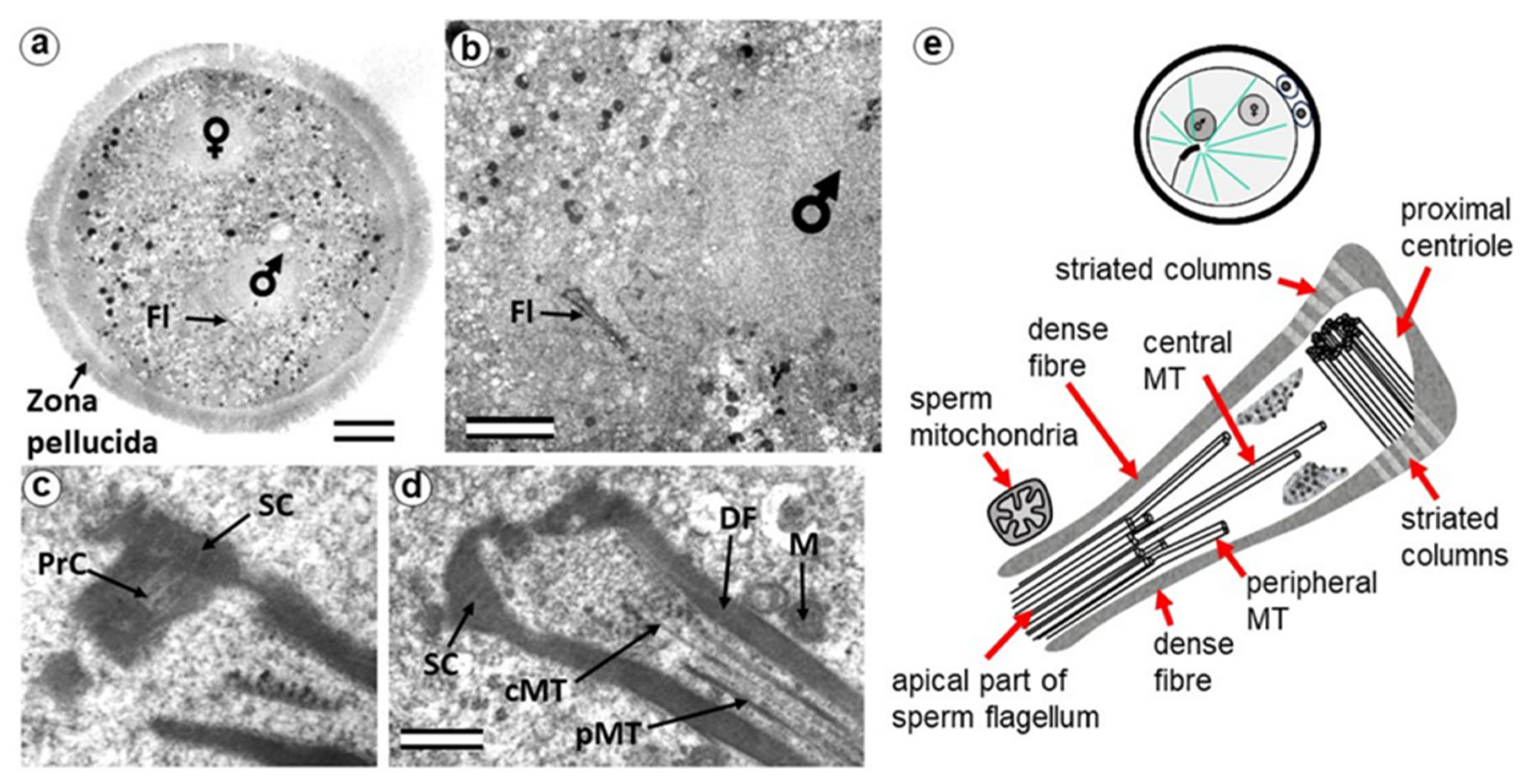 Cells 12 01335 g002 Cells 12 01335 g002