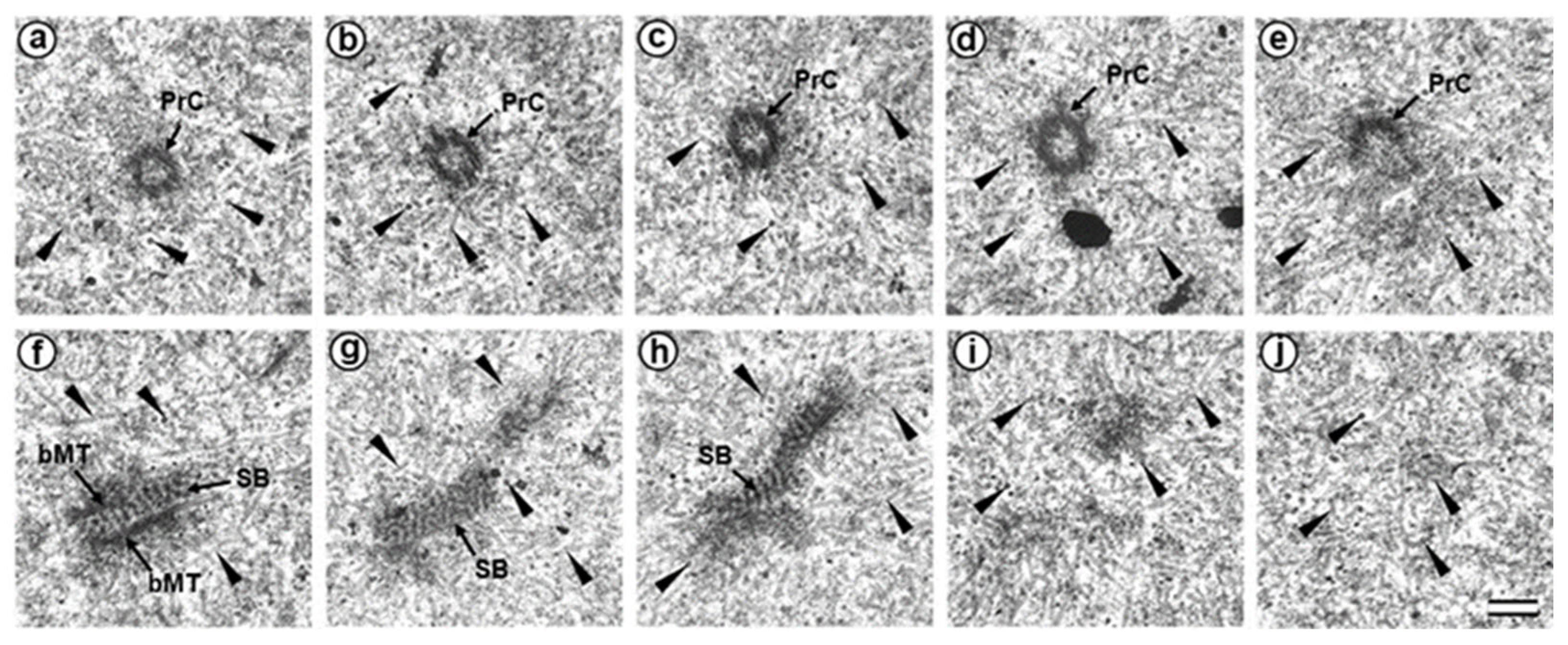 Cells 12 01335 g006 Cells 12 01335 g006