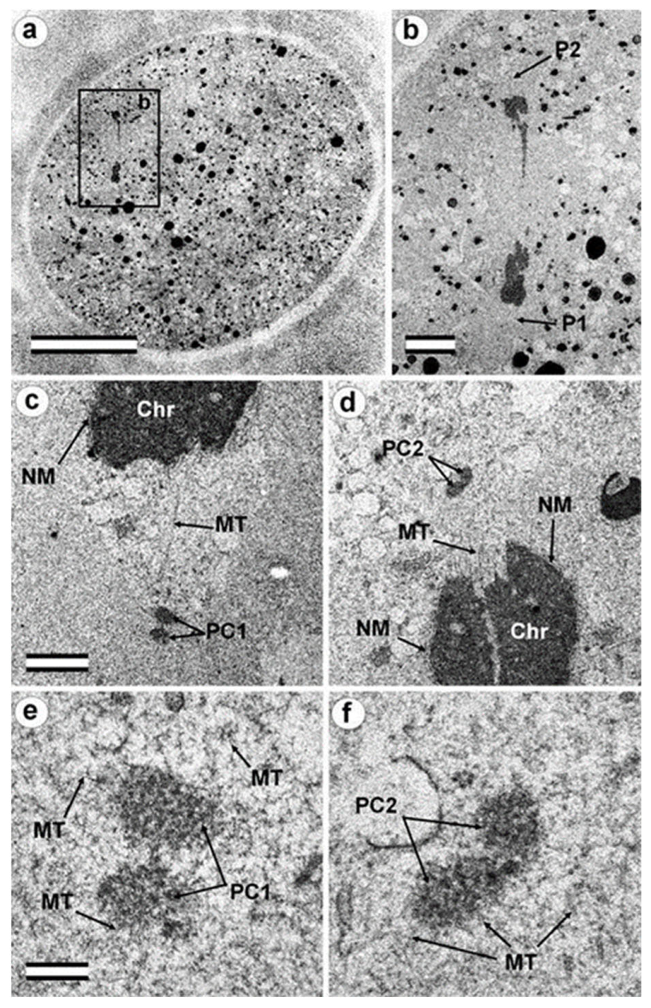 Cells 12 01335 g008 Cells 12 01335 g008