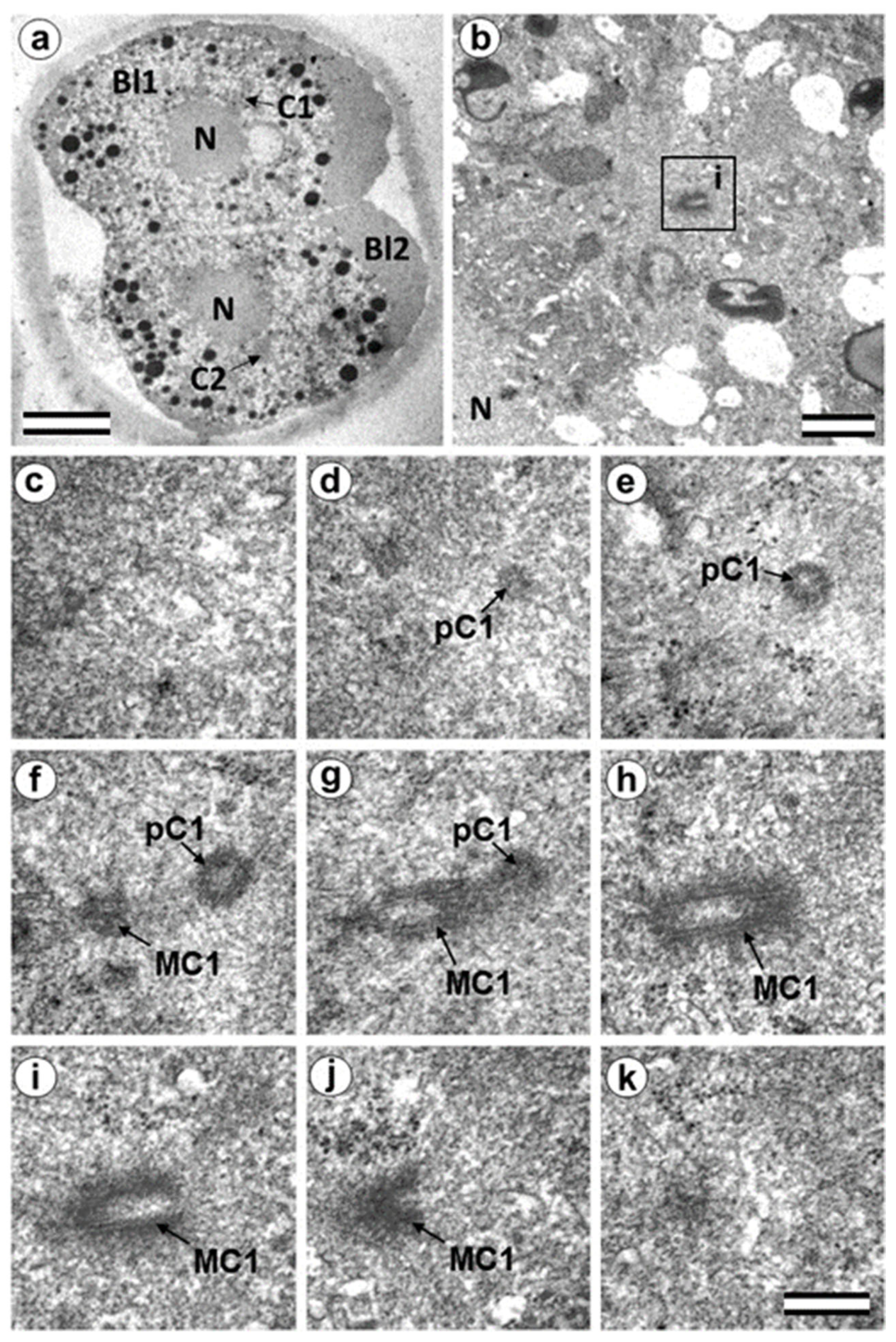 Cells 12 01335 g009 Cells 12 01335 g009