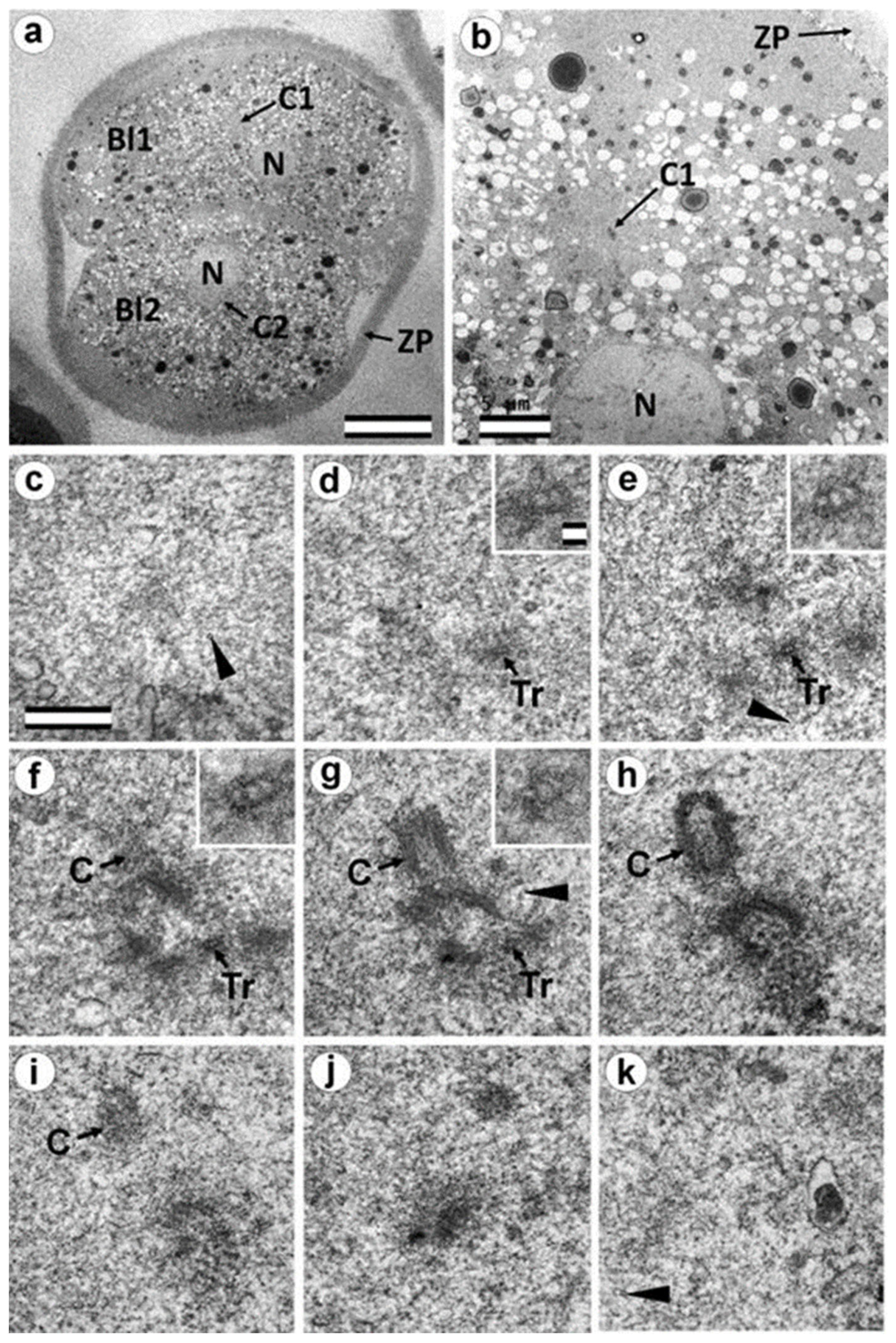 Cells 12 01335 g011 Cells 12 01335 g011