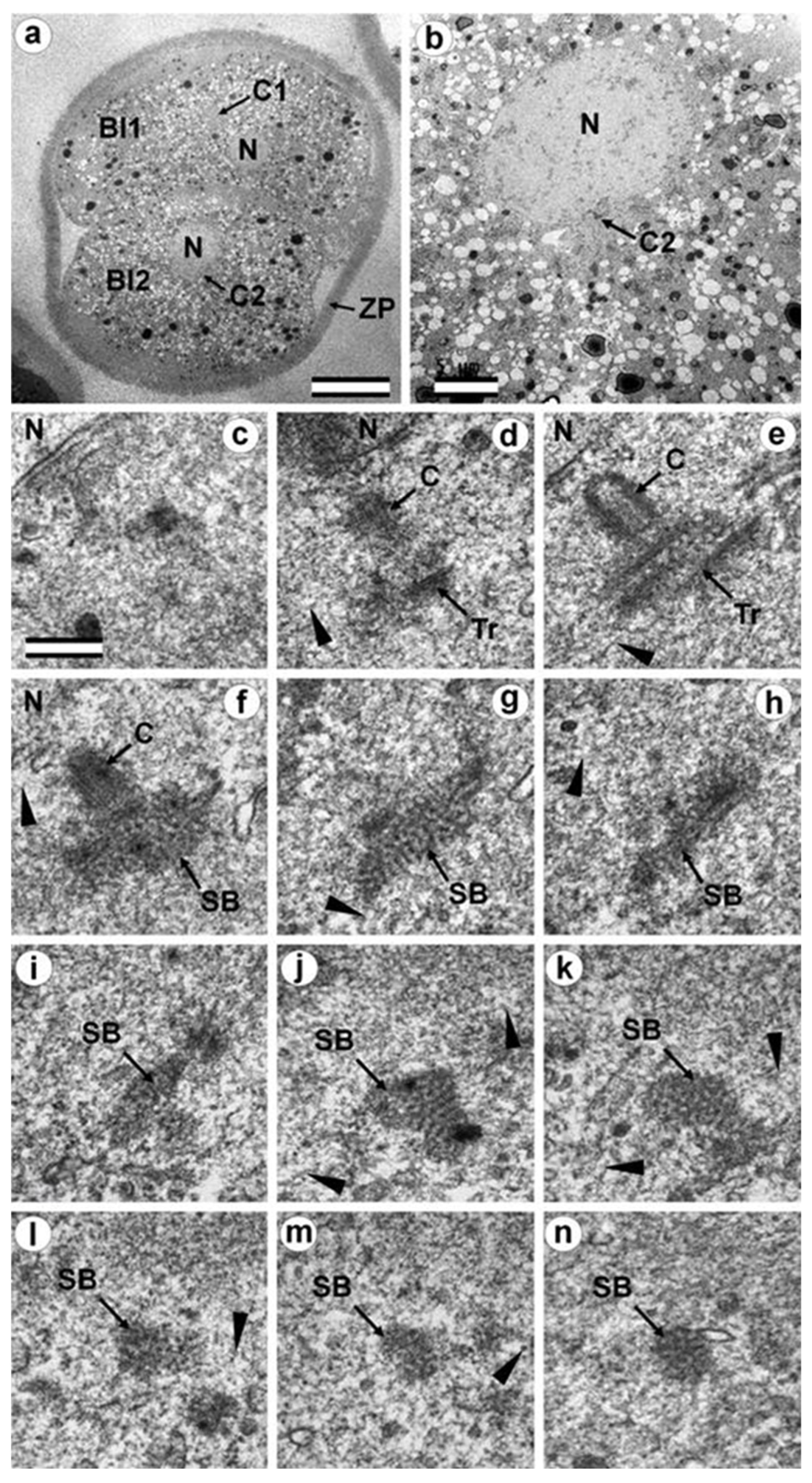 Cells 12 01335 g012 Cells 12 01335 g012