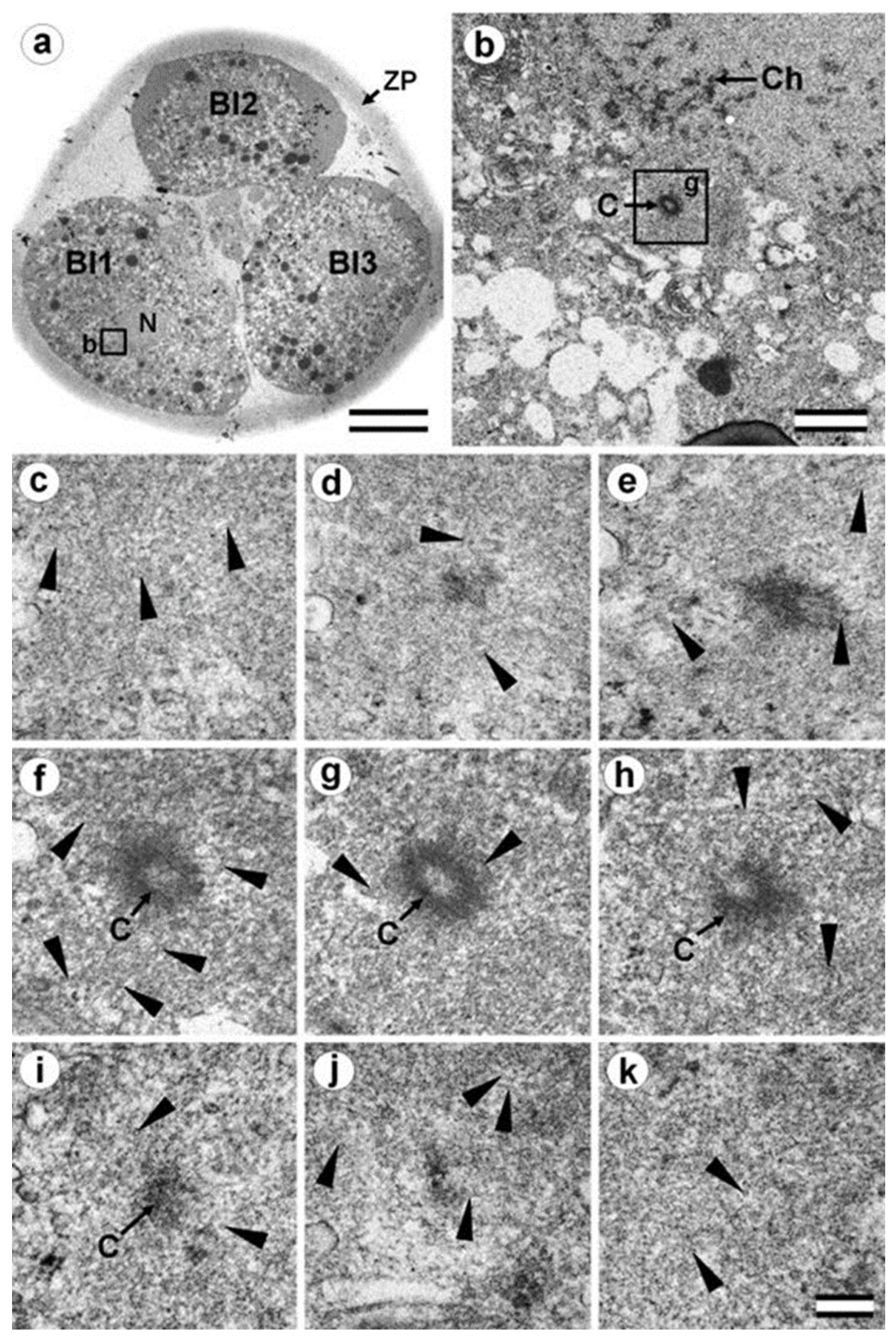 Cells 12 01335 g013 Cells 12 01335 g013