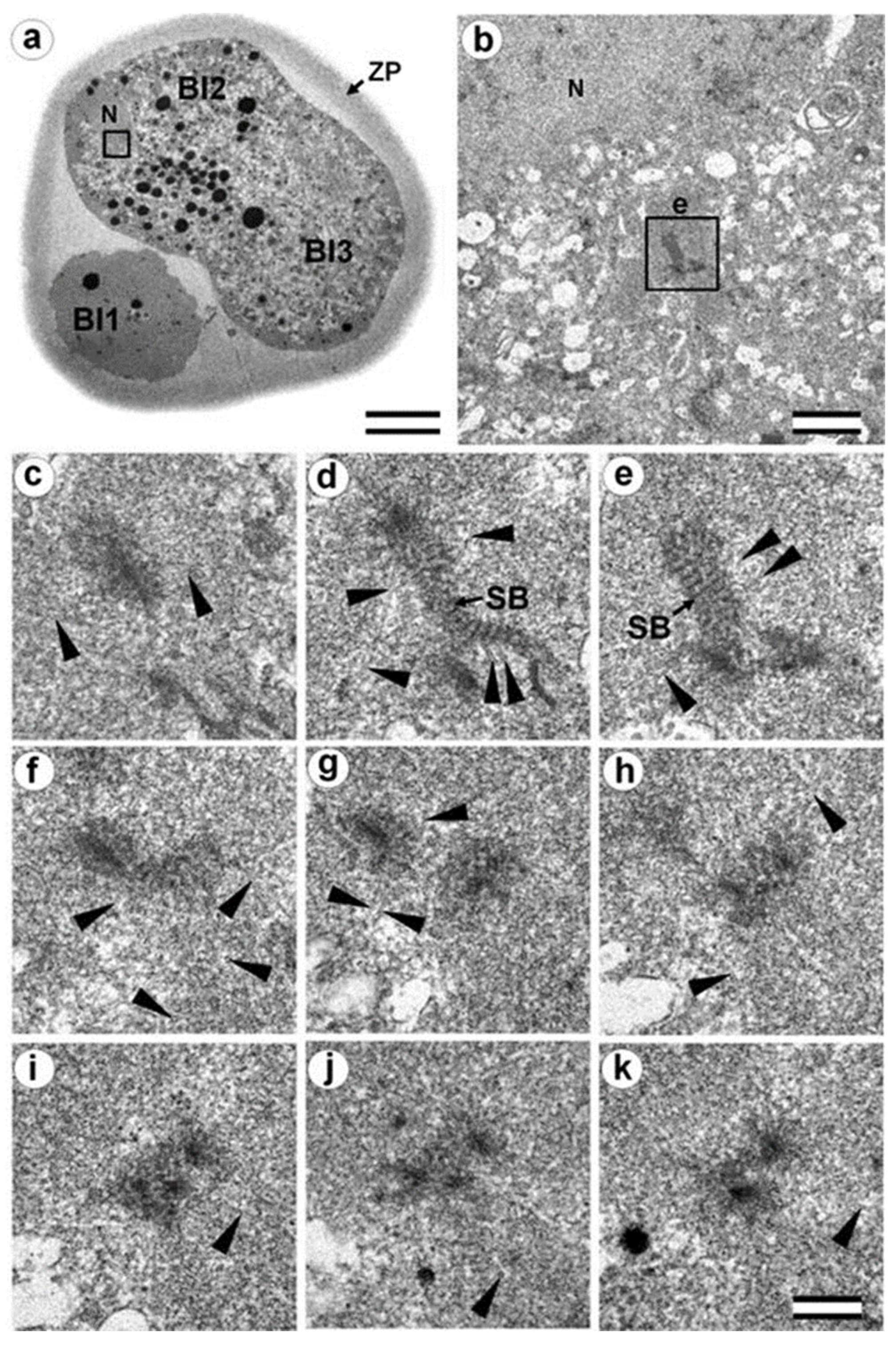 Cells 12 01335 g015 Cells 12 01335 g015