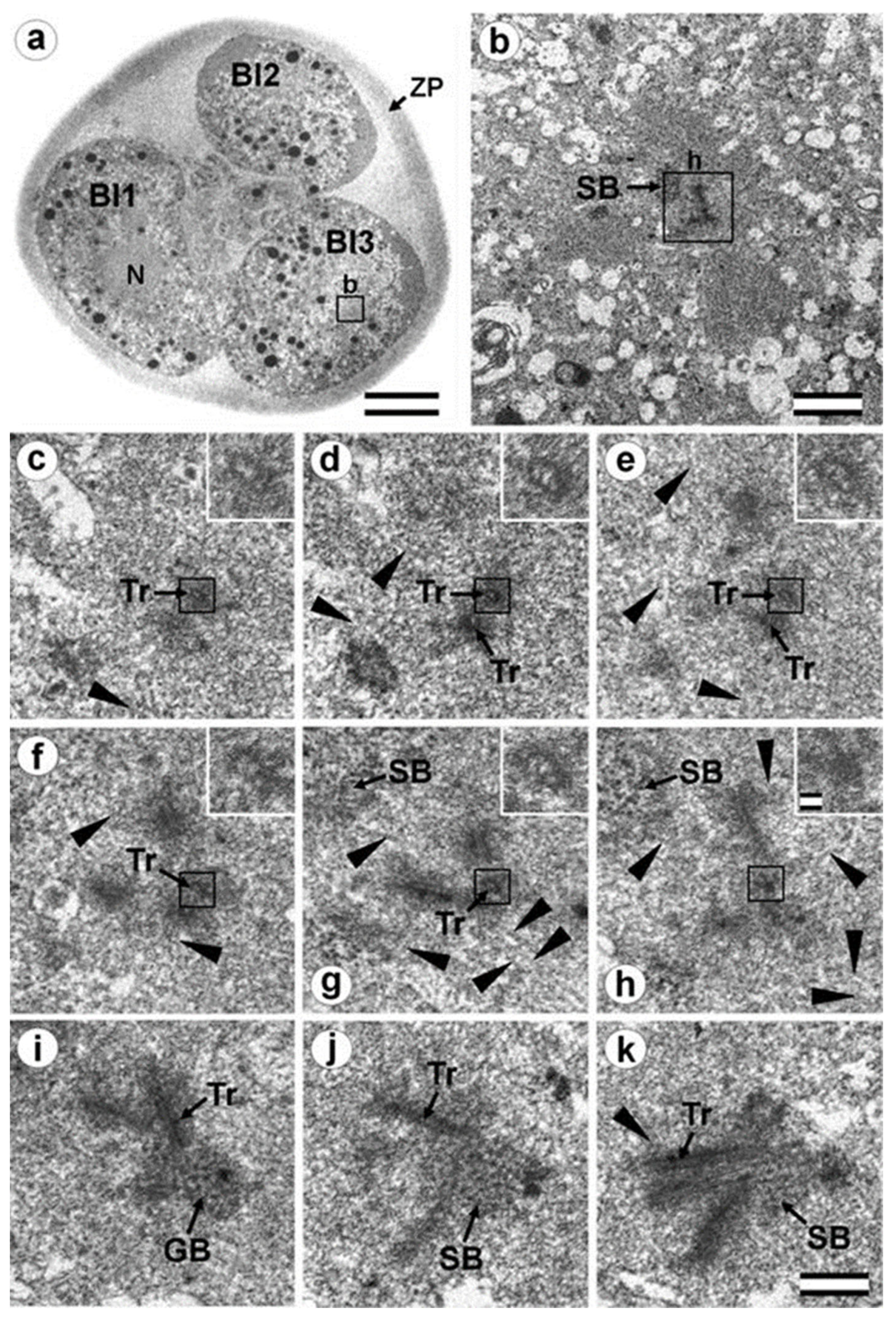 Cells 12 01335 g016 Cells 12 01335 g016