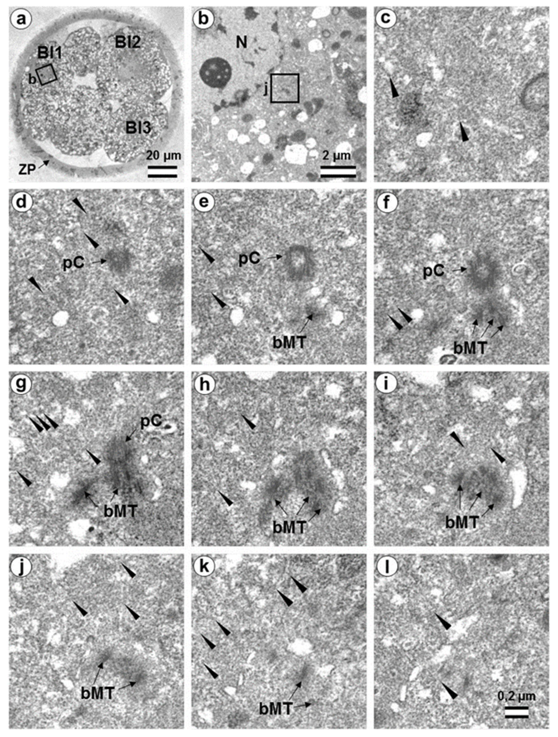 Cells 12 01335 g018 Cells 12 01335 g018