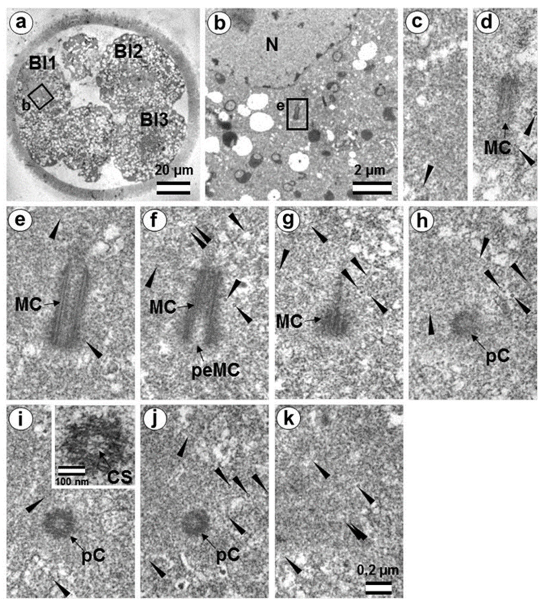 Cells 12 01335 g019 Cells 12 01335 g019