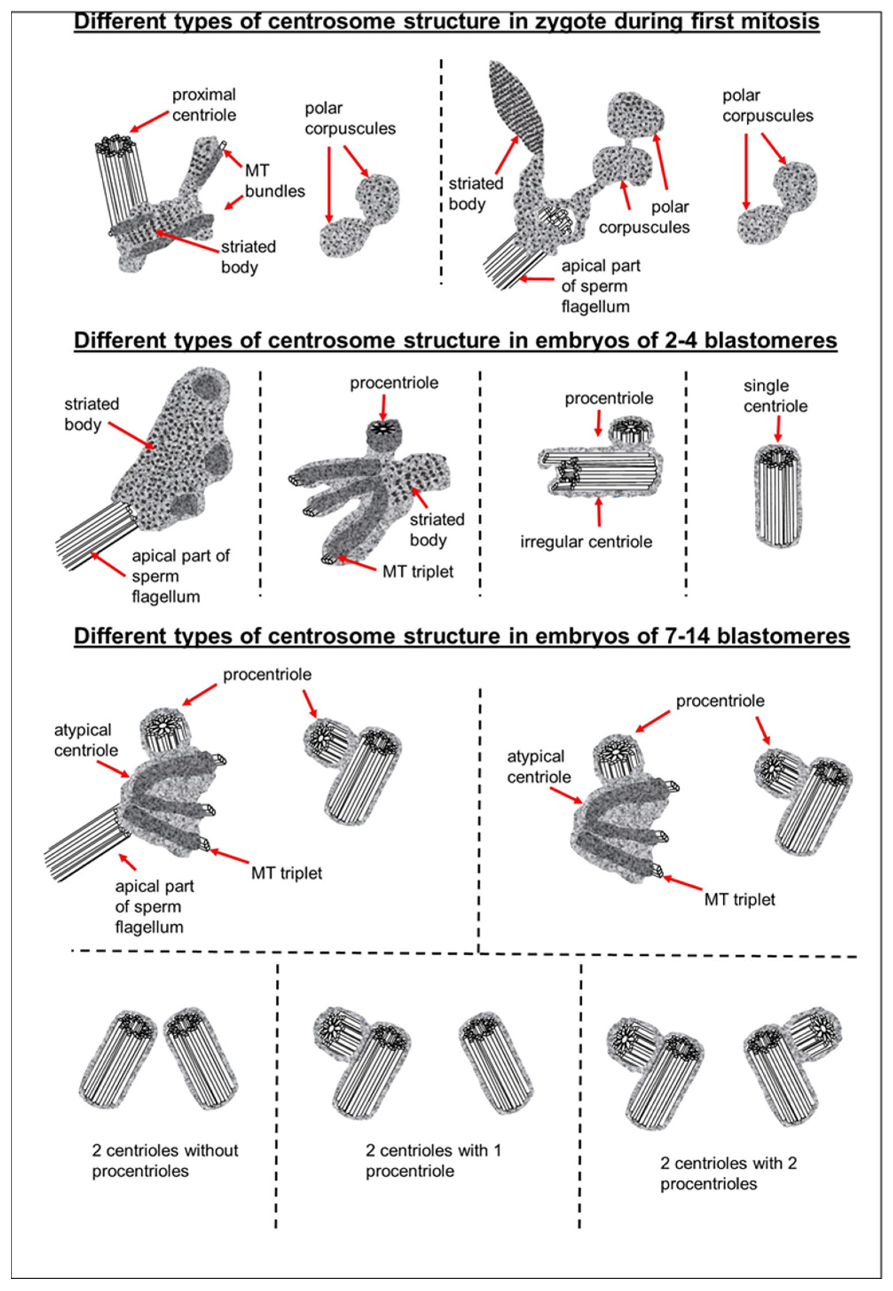 Cells 12 01335 g023 Cells 12 01335 g023