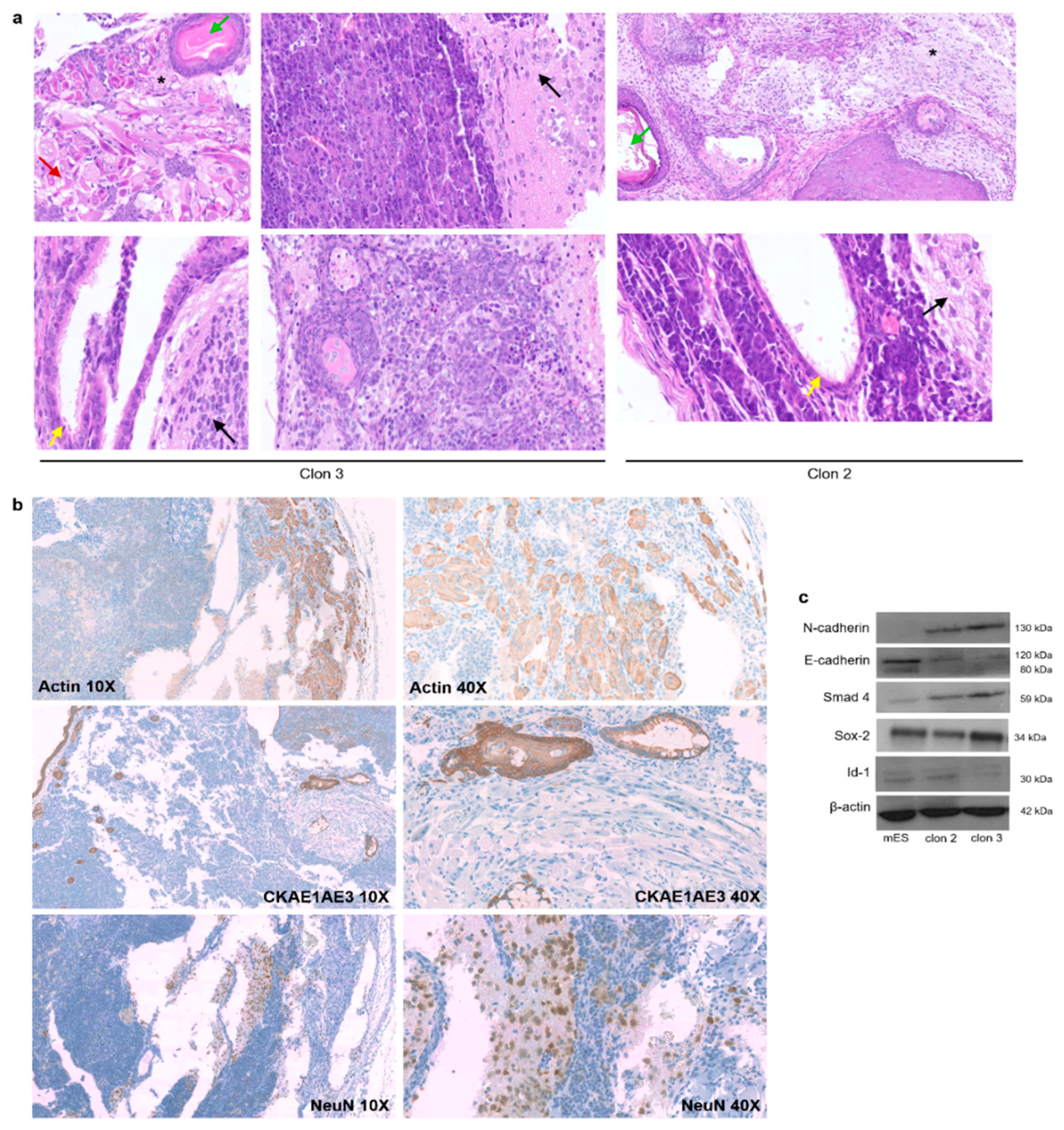 Cells 12 01338 g005 Cells 12 01338 g005