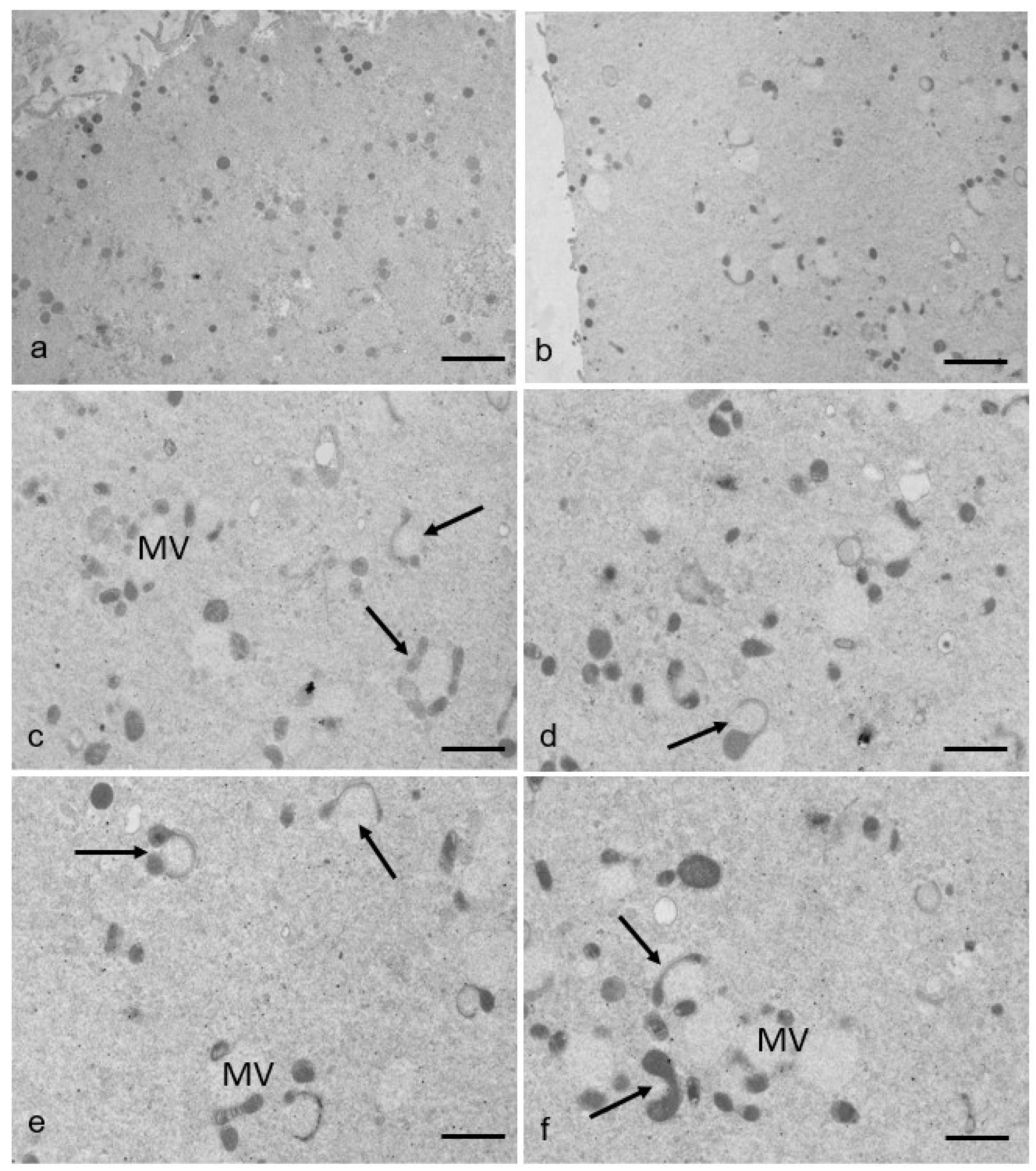 Cells 12 01346 g005 Cells 12 01346 g005