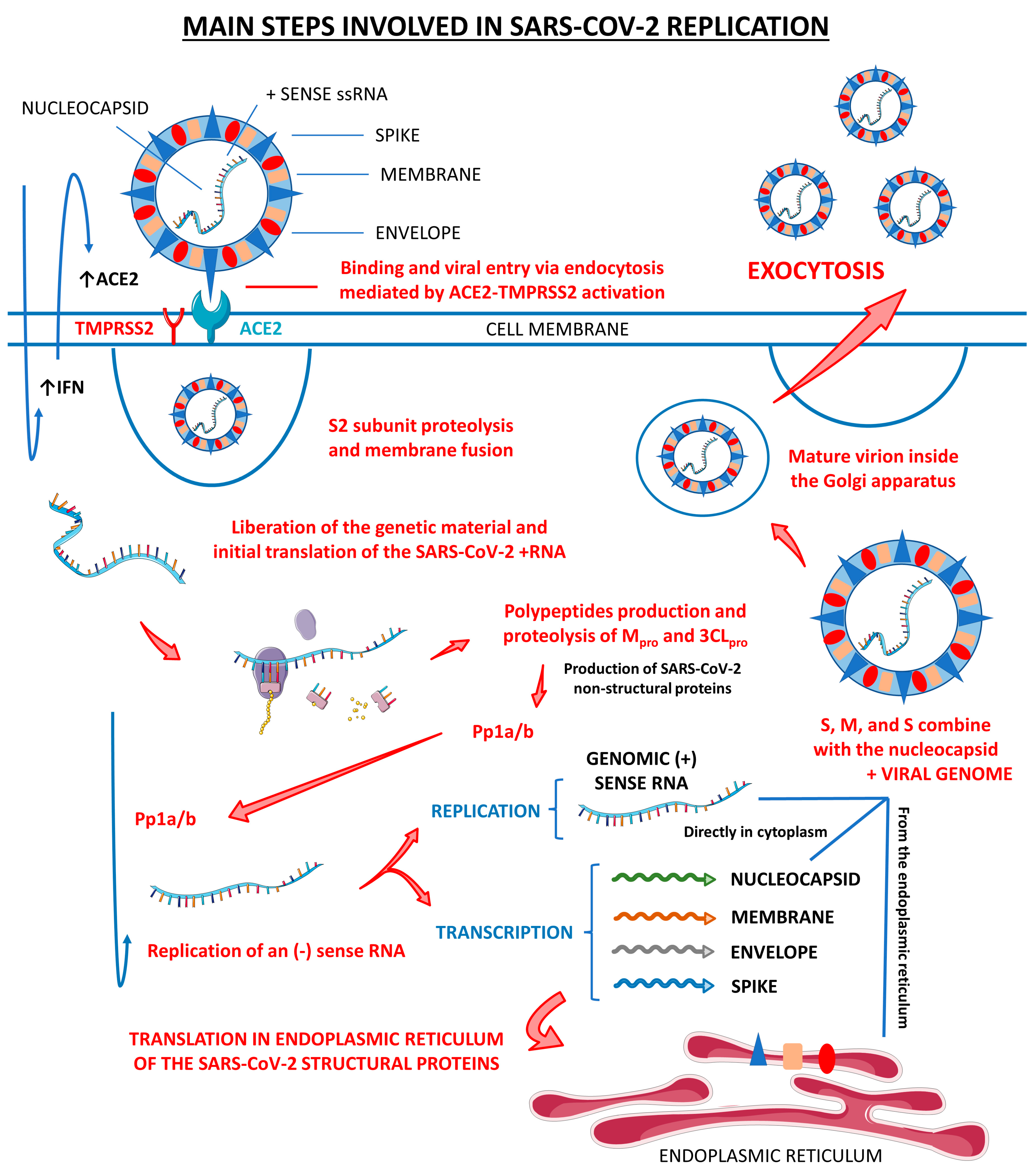 Cells 12 01349 g001 Cells 12 01349 g001