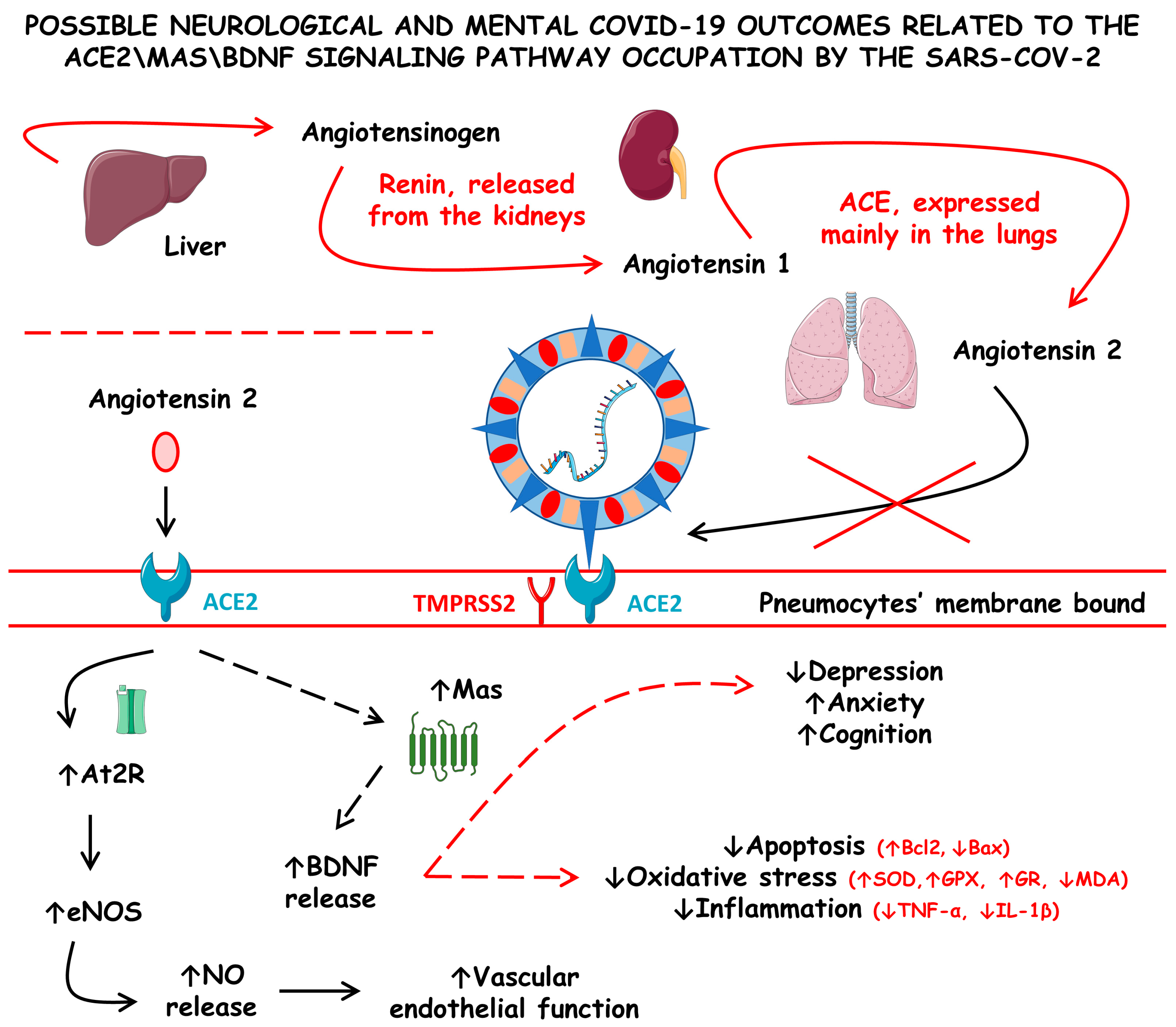 Cells 12 01349 g004 Cells 12 01349 g004