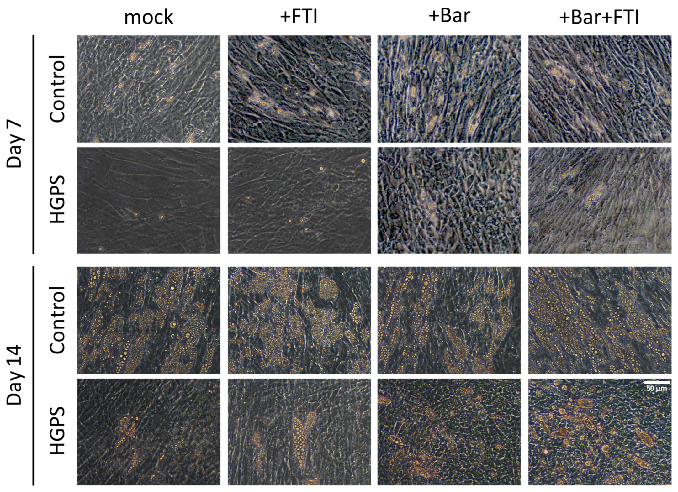 Cells 12 01350 g002 Cells 12 01350 g002